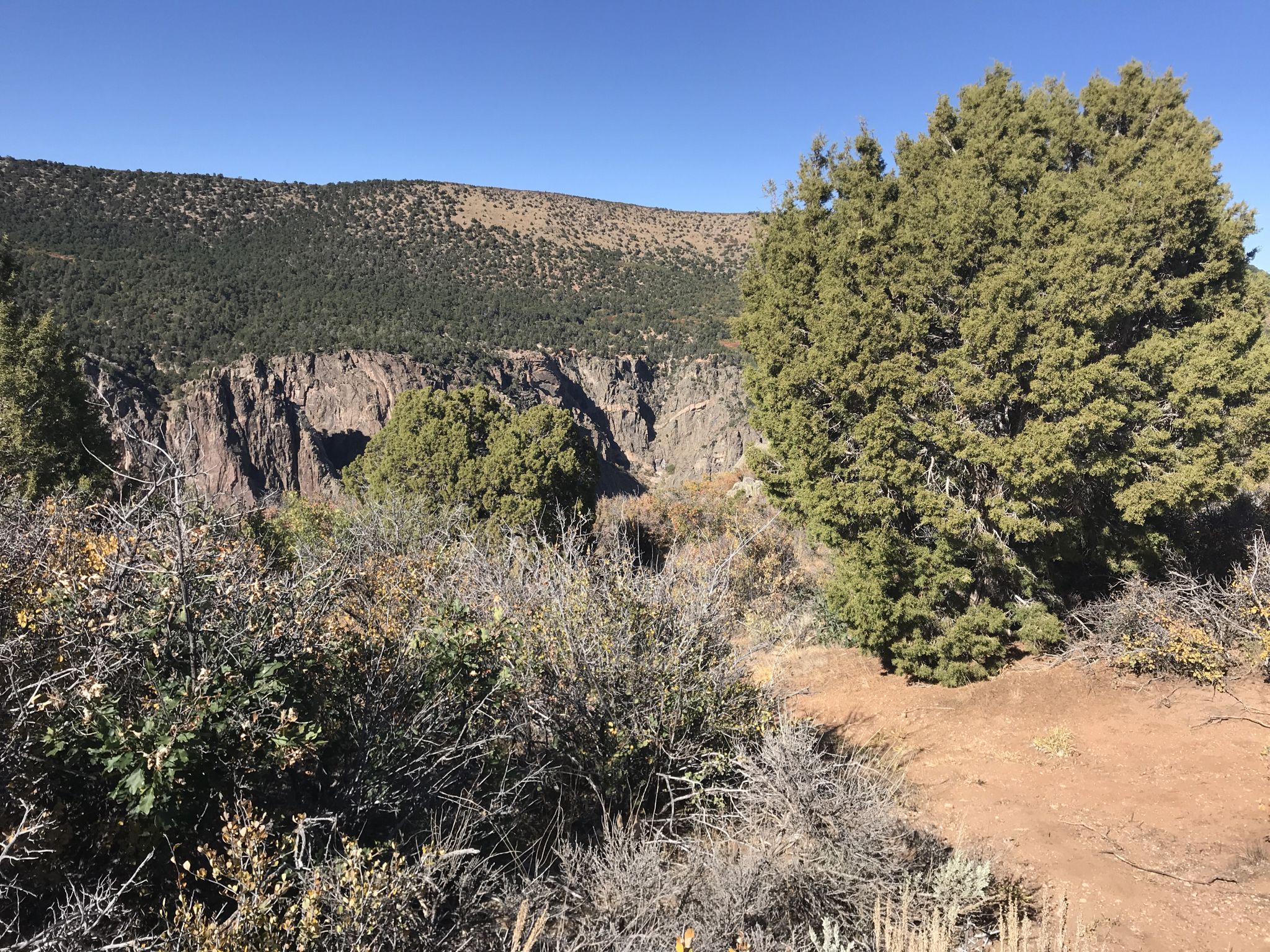 Sunny view of green trees and shrubs overlooking a deep canyon. - Painted Wall View Trail