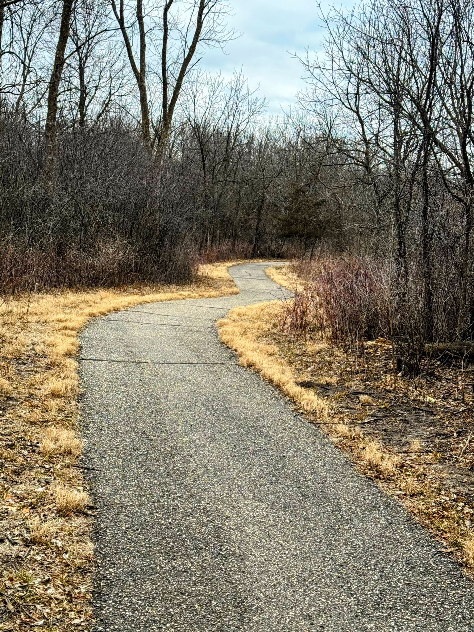 Winding paved path through a winter forest with dry grass and bare trees. - Williams Nature Center South and North Overlooks