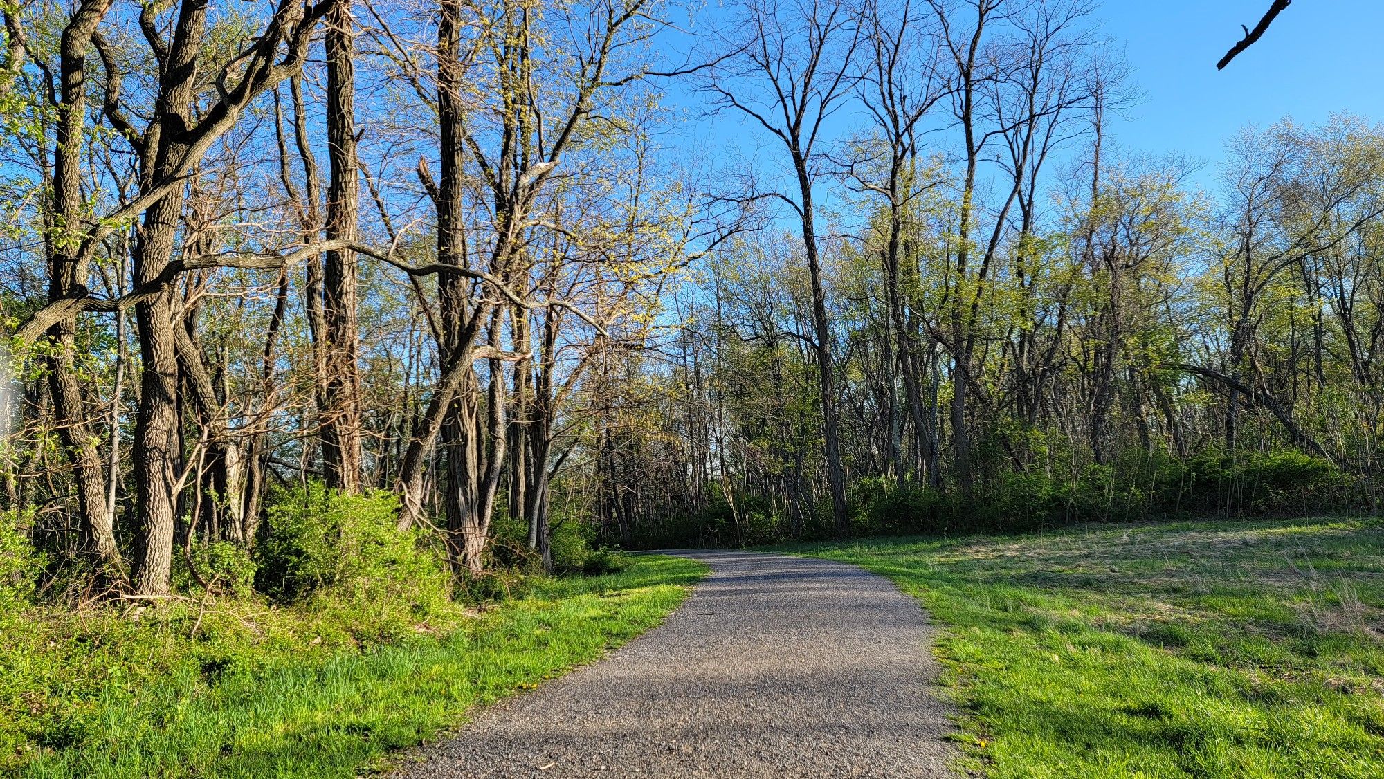 Paved path winding through a sunlit forest with new spring growth. - Overlook and Ash Tree Loop