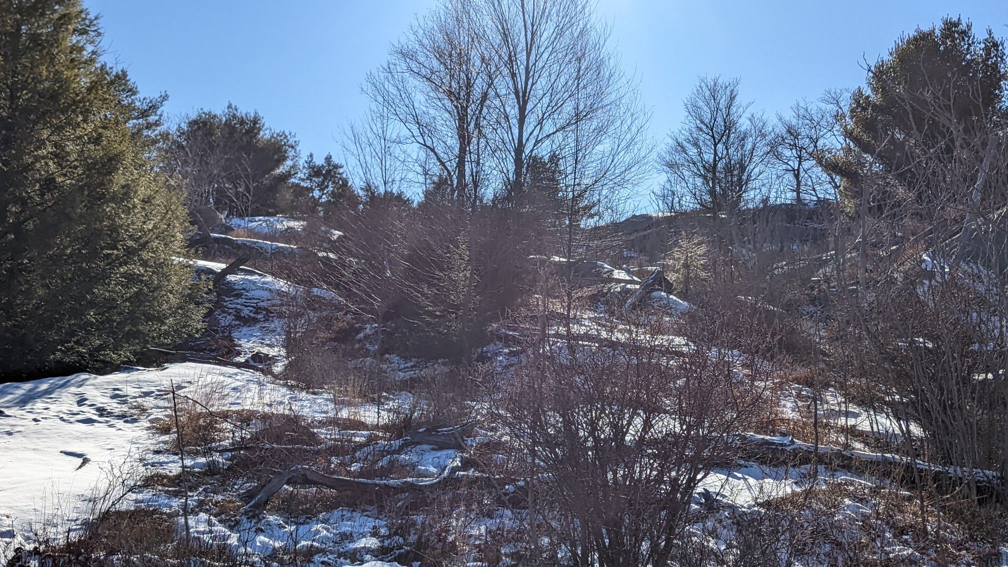 Sunny winter landscape with snow-dusted hills and bare trees. - Fingerboard, Hogencamp & Island Pond Mountain