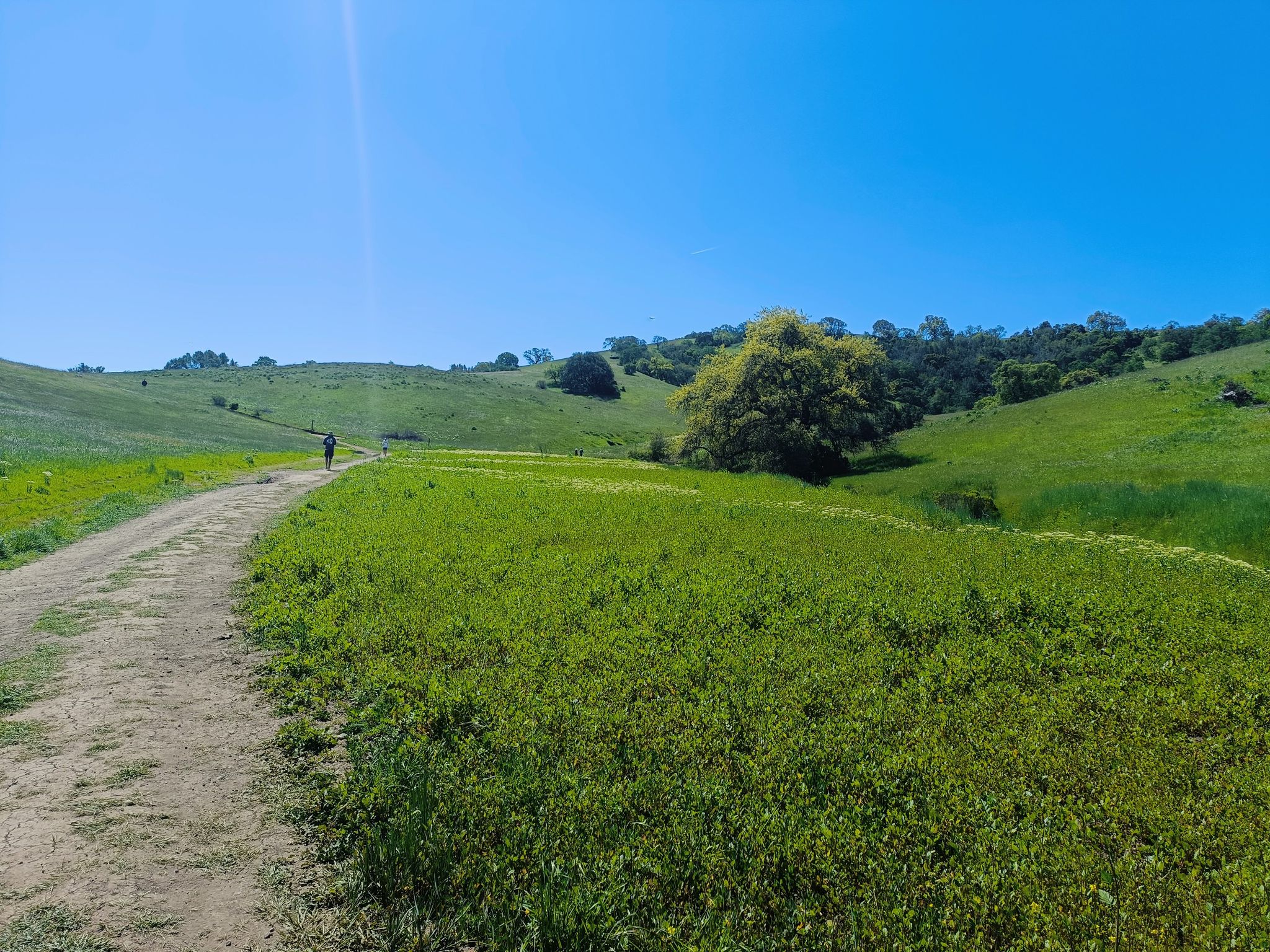A person walks on a dirt path through bright green rolling hills under a sunny sky. - Los Cerritos Pond loop from Holthouse Ranch Reserve