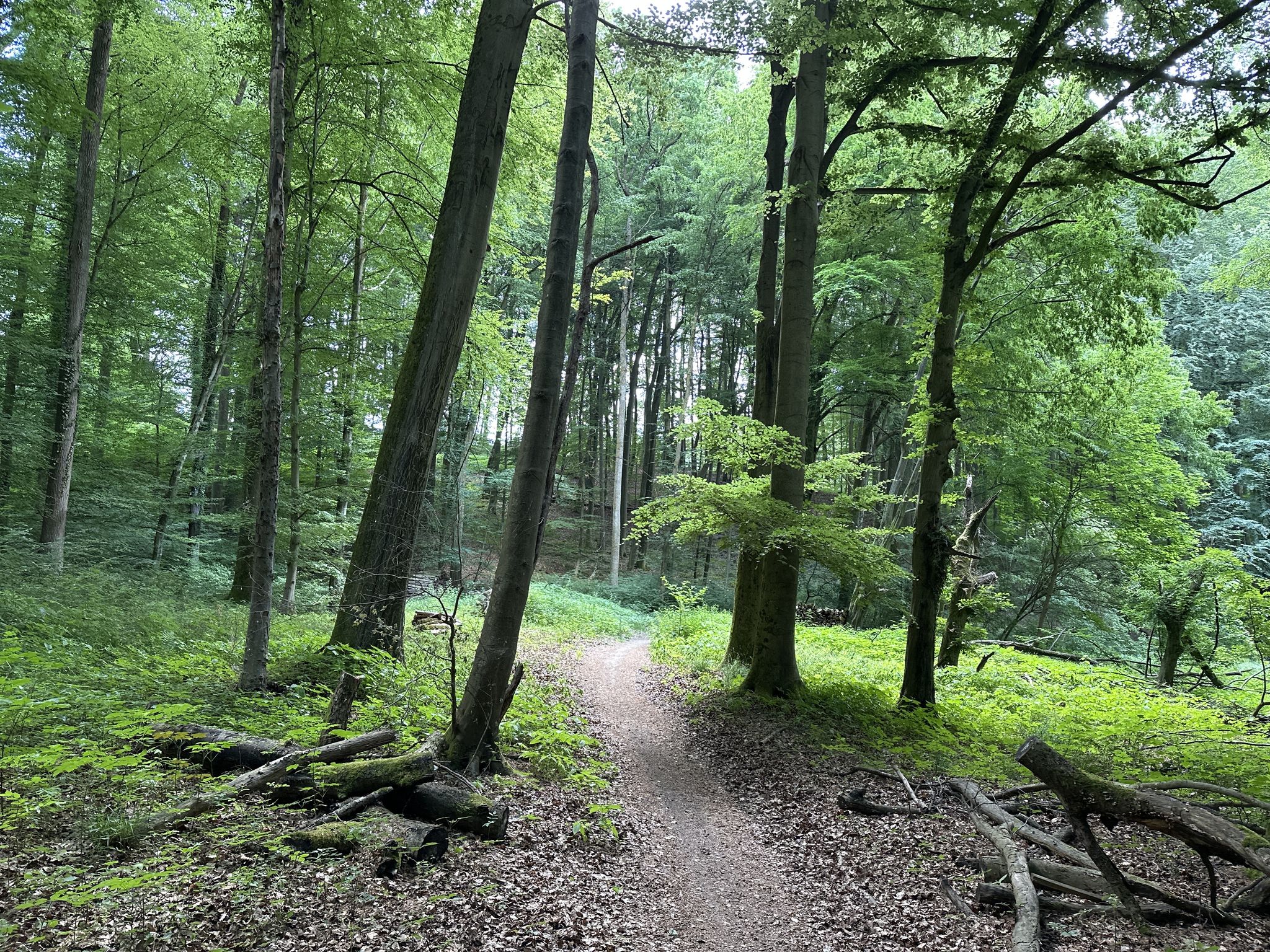 Einstieg Brückentrail