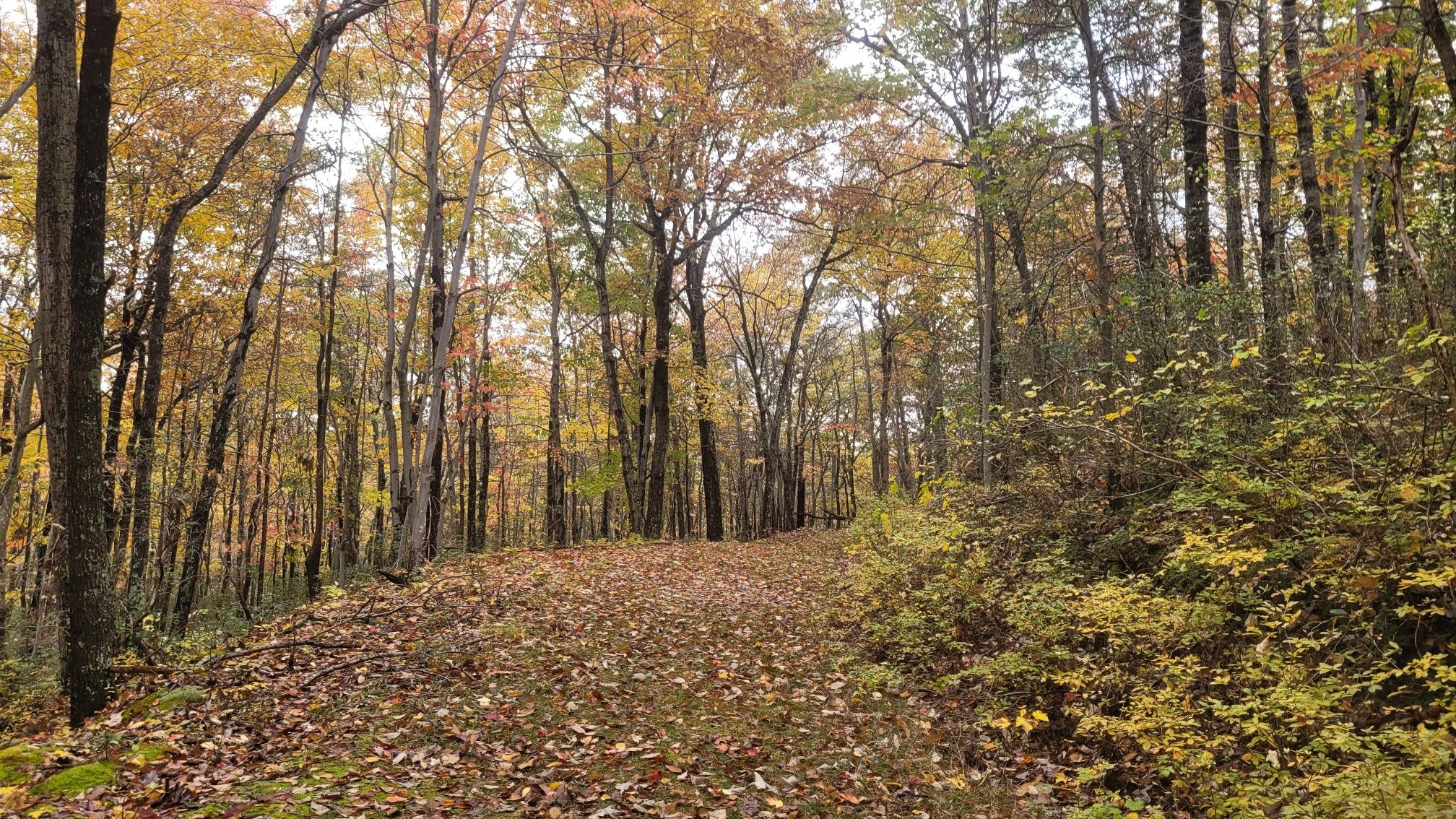Forest path covered in colorful autumn leaves under soft light. - Halfmoon Mountain Loop