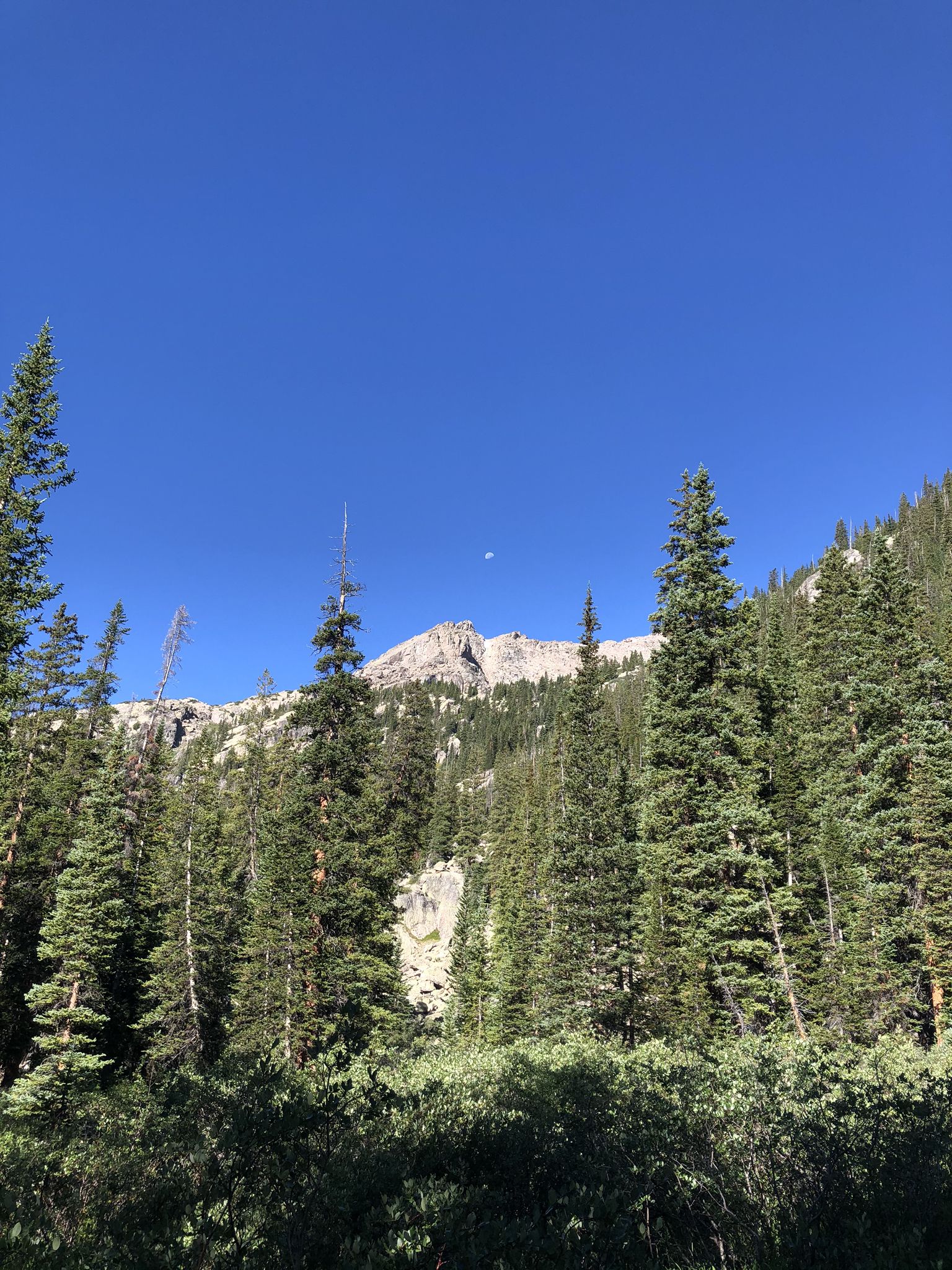 Pine trees frame a distant mountain peak under a clear blue sky. - Fall Creek Trail to Lake Constantine