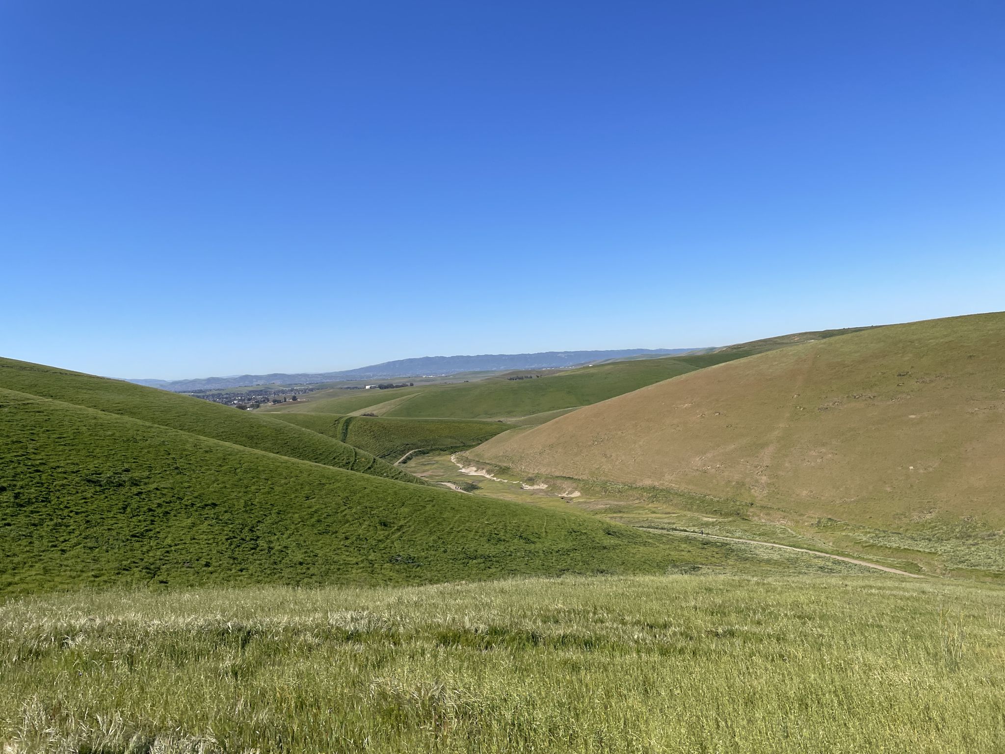 Green and golden rolling hills with winding paths under a clear blue sky. - Laughlin Loop Trail – Tamcan Trail loop from Brushy Peak Regional Park