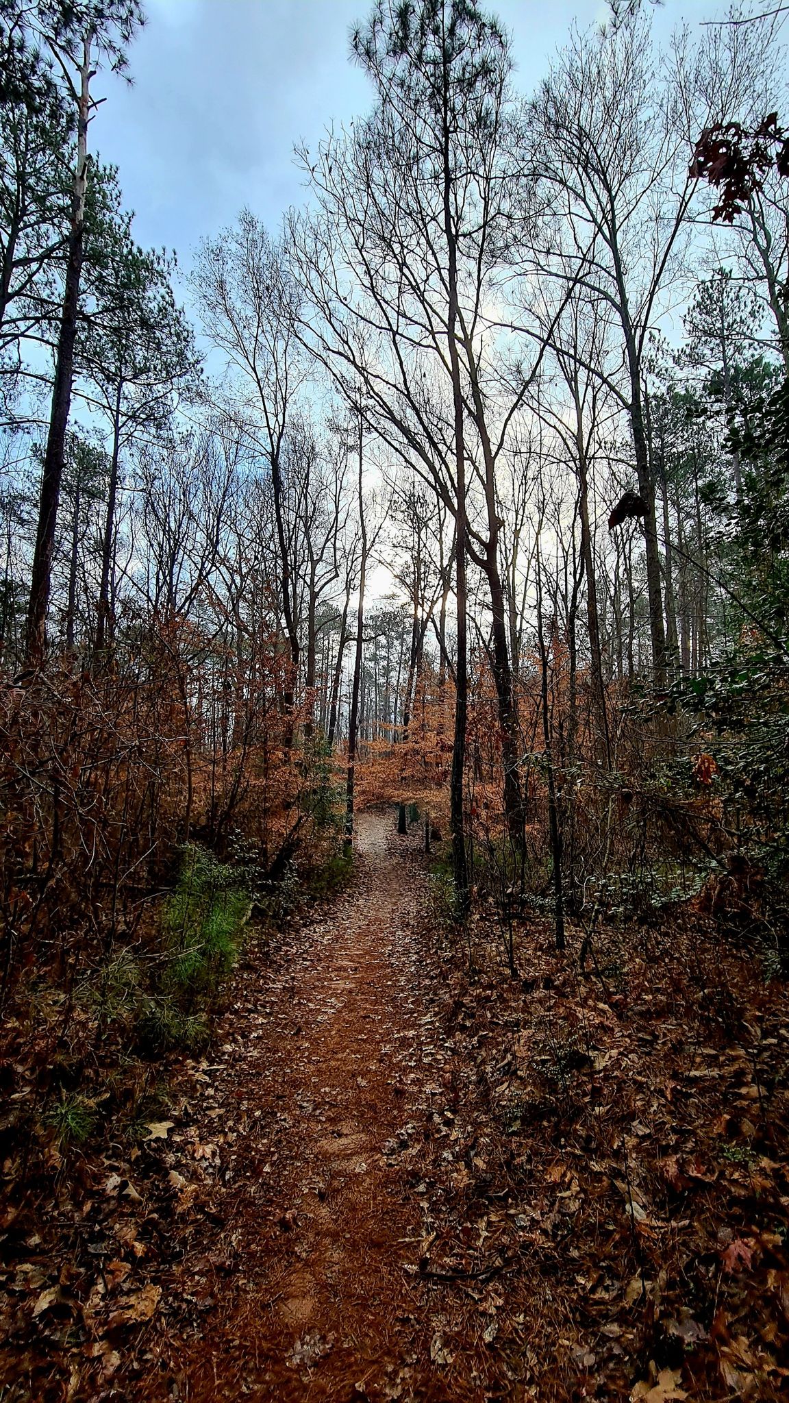 Narrow dirt path through a dense forest with tall, mostly bare trees. - Sope Creek Trail loop from Sibley Pond