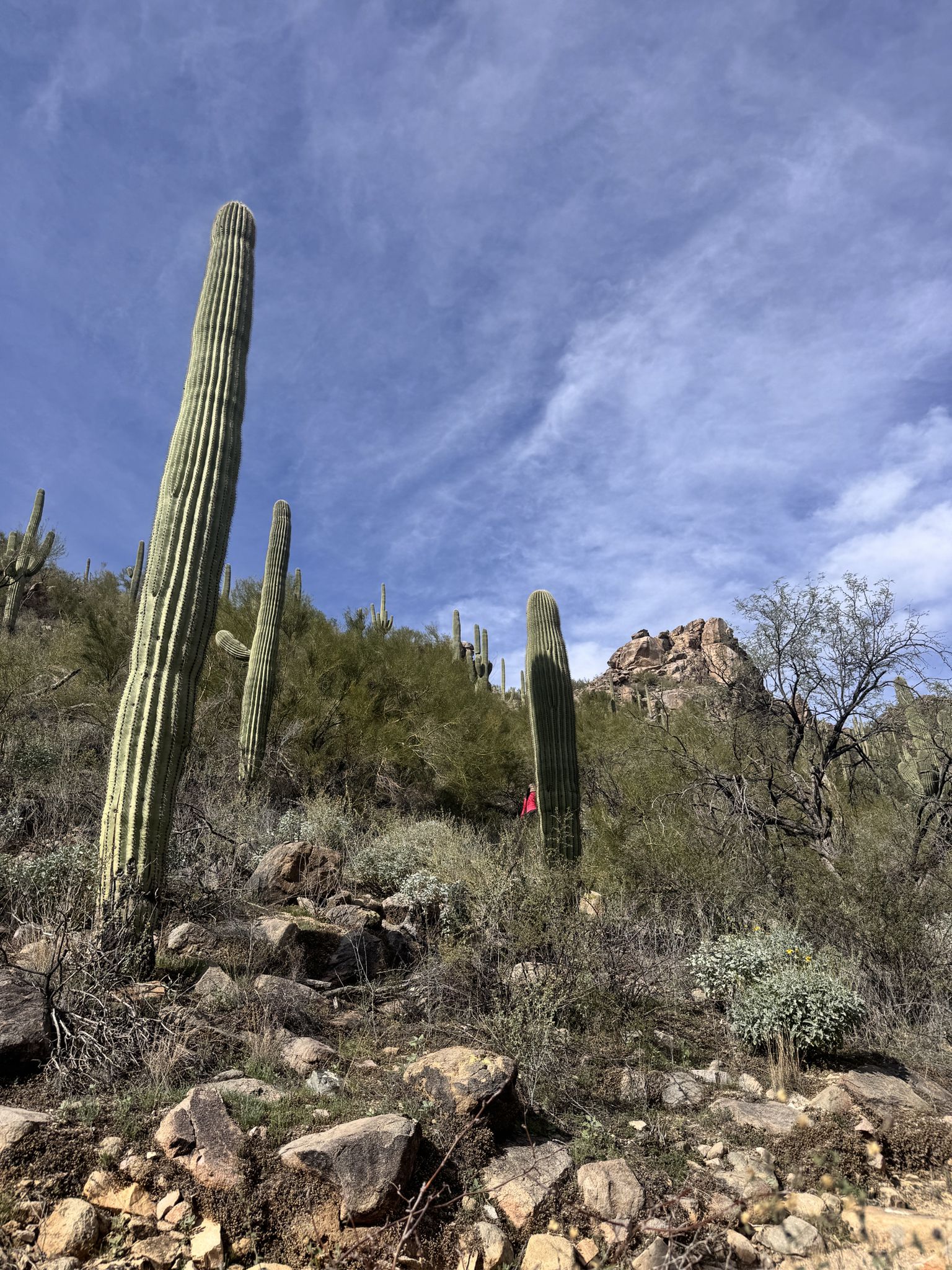 Tall saguaro cacti on a rocky slope with a person hiking. - Wild Burro, Wild Mustang, and Upper Javelina Loop