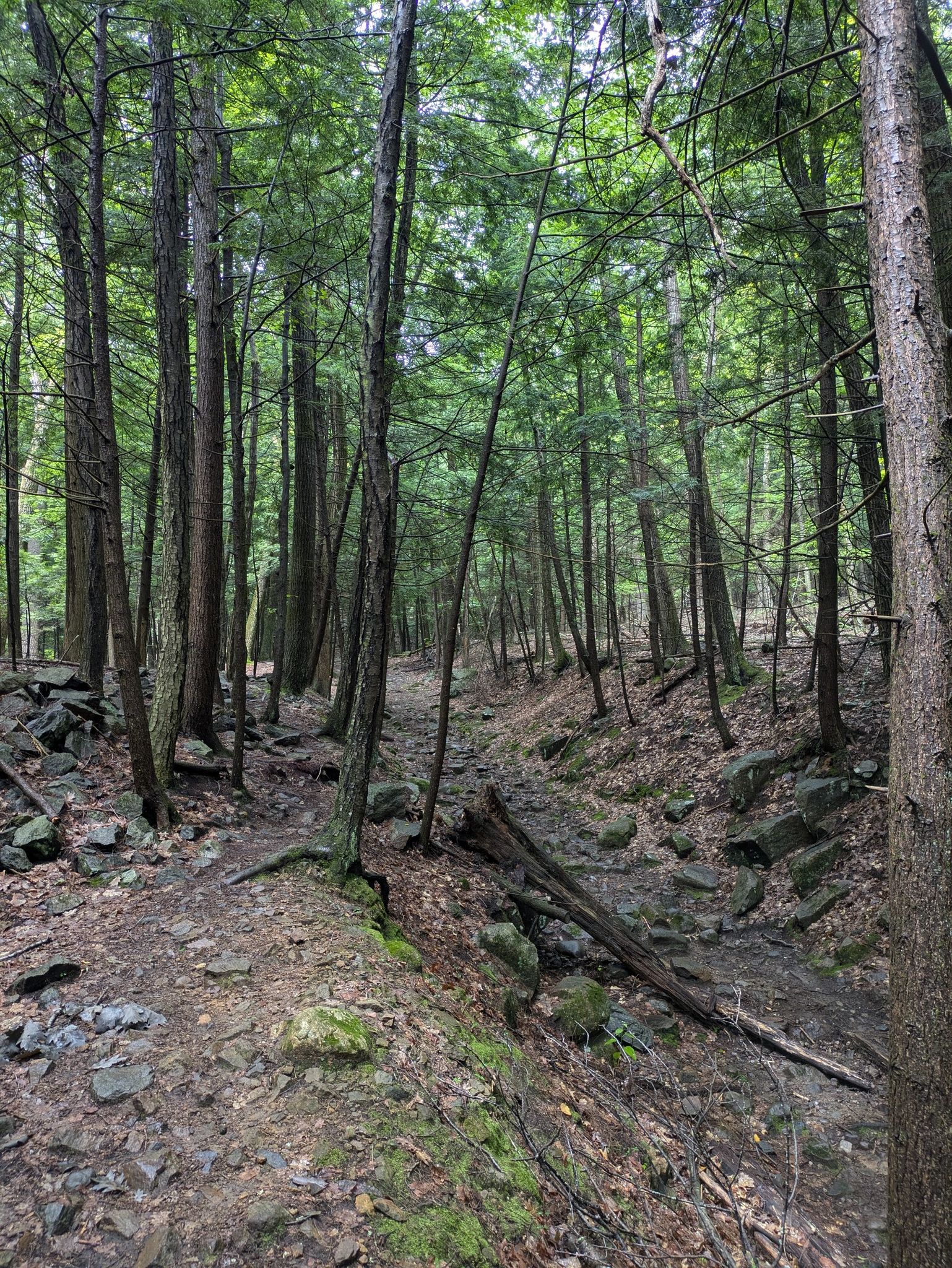 A narrow, rocky path through a dense, green forest with tall trees. - Trail up the Mountain loop from Lake George