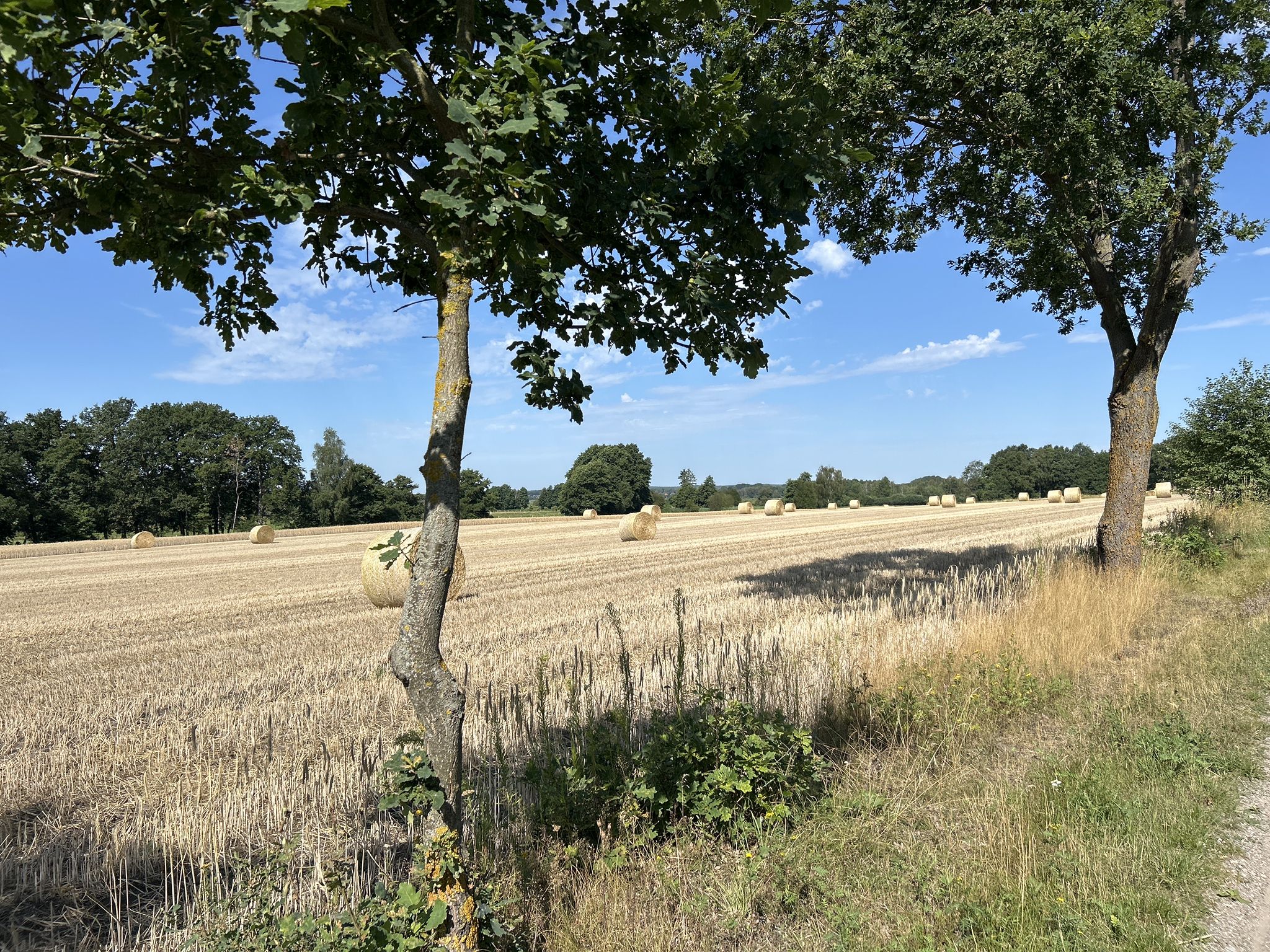Am Heuberg westlich von Schafwedel