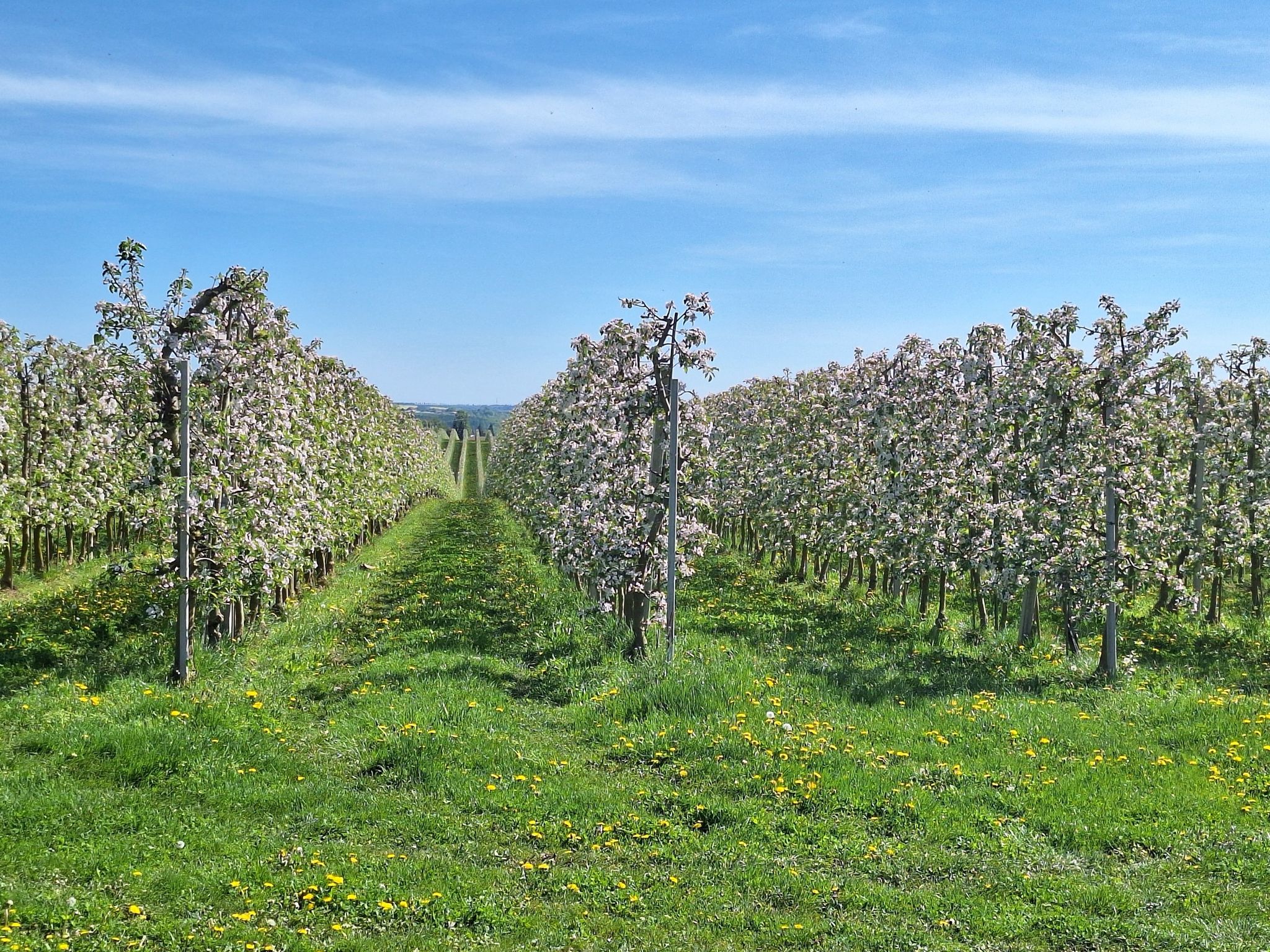Obstplantage Motterwitz