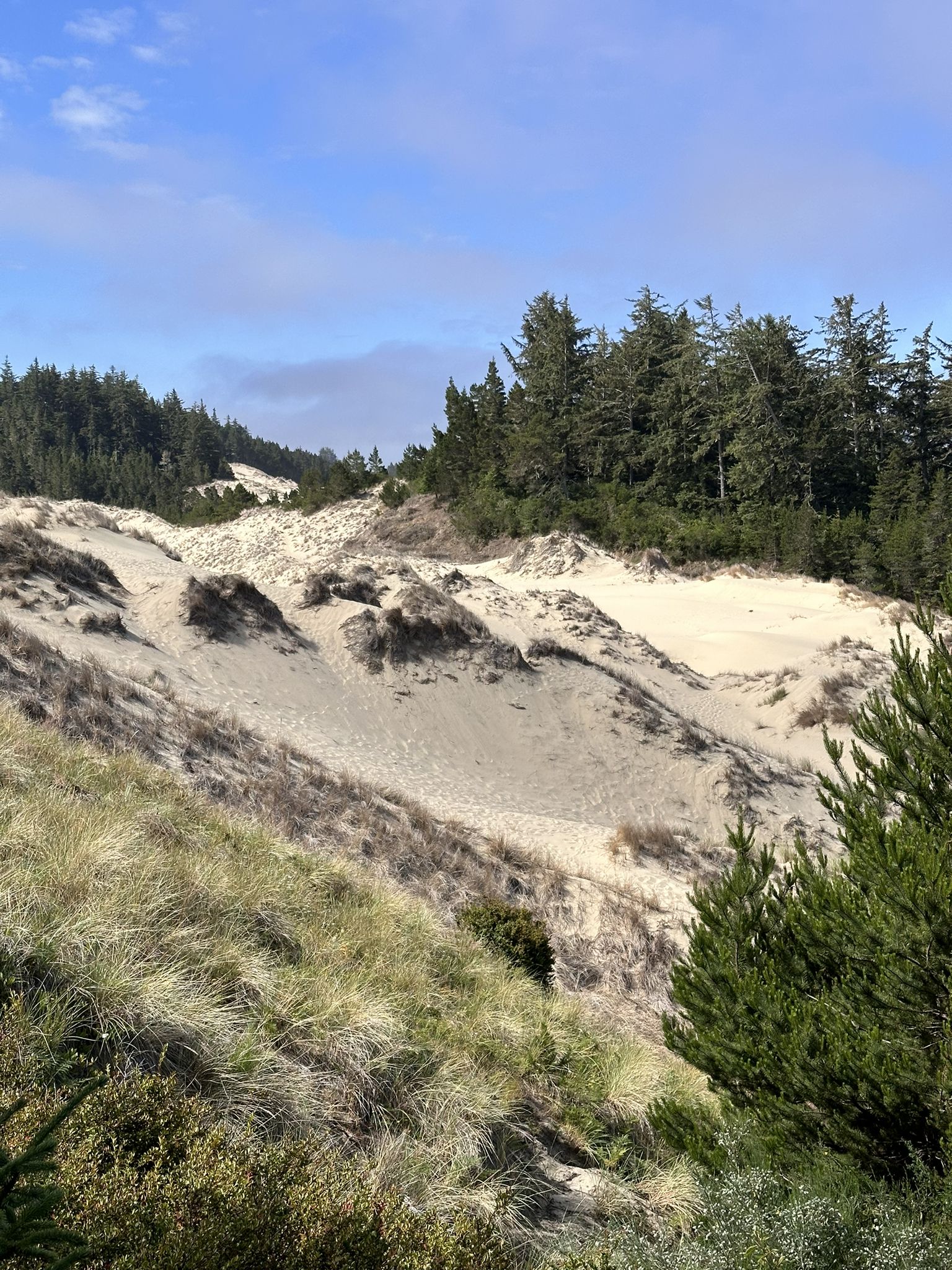 Rolling sand dunes with patches of green grass and distant evergreen trees under blue sky. - Oregon Dunes Loop Trail