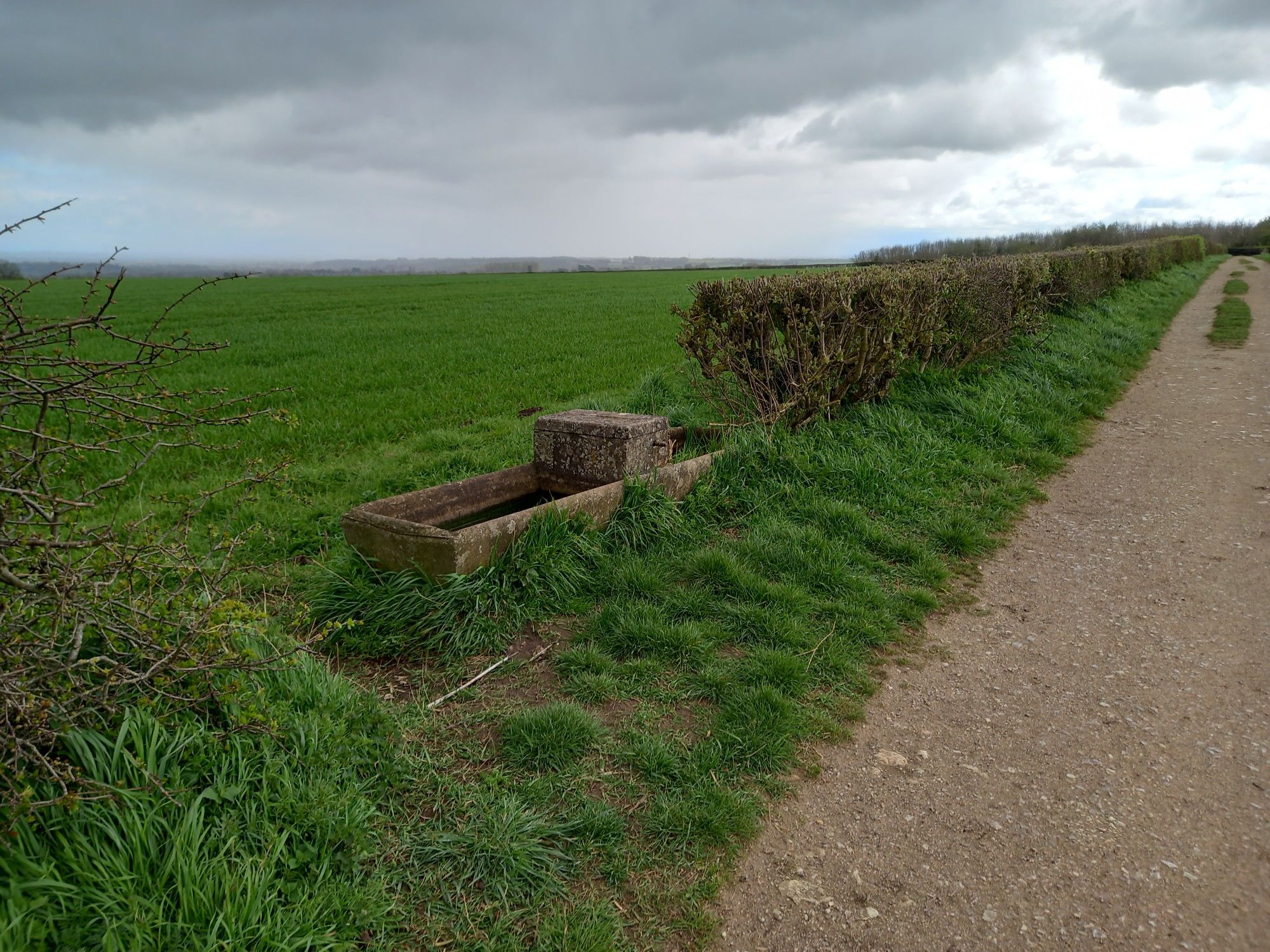 Hedge hide a trough as well as a trig point