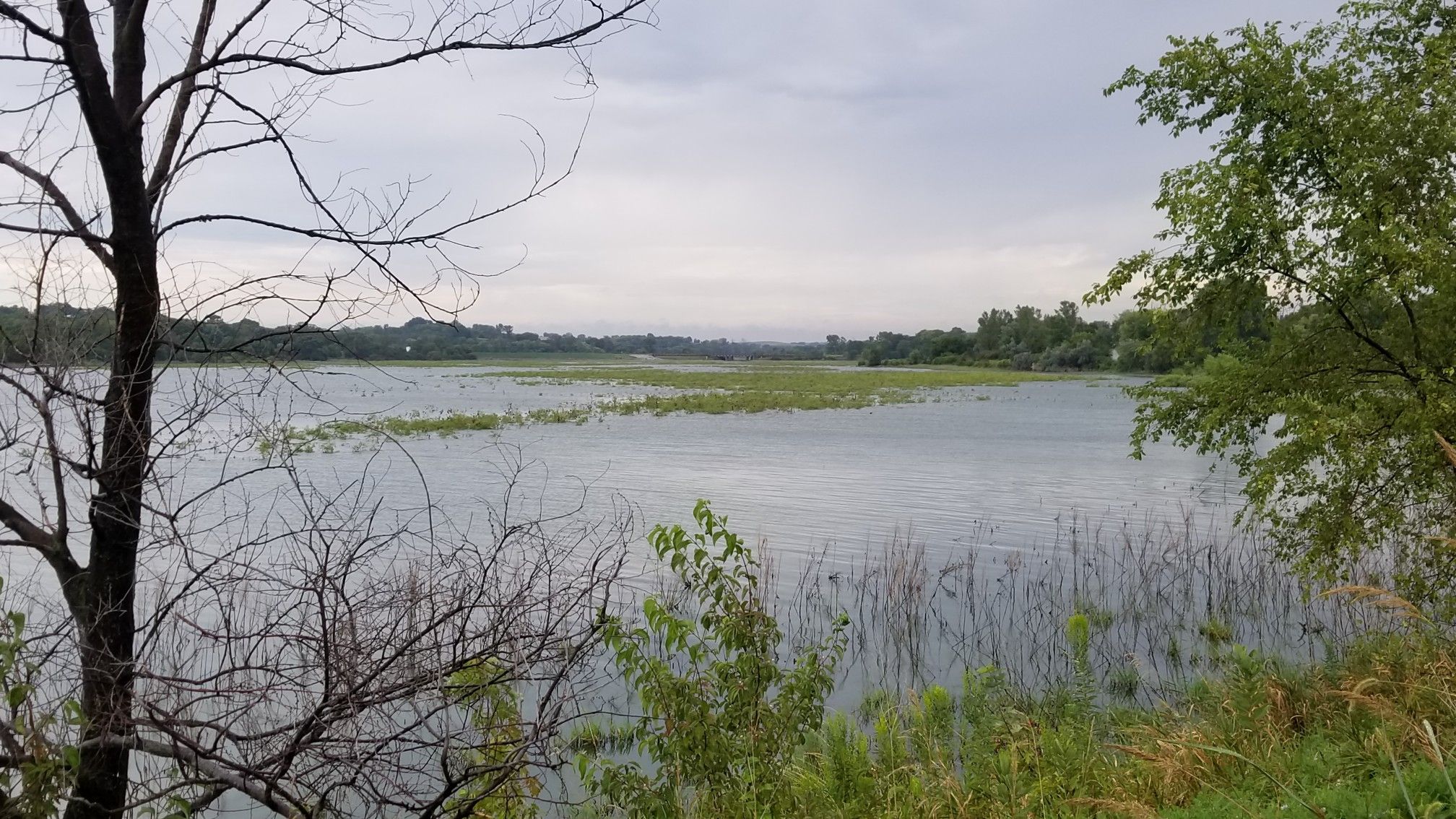 Lake with lily pads and green foliage, framed by trees, under an overcast sky. - Cunningham Lake Bridge loop from Glenn Cunningham Lake Park