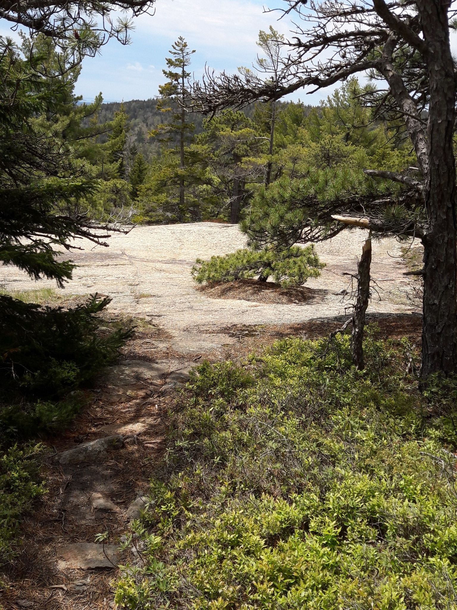 Sunny rocky clearing framed by dark green trees and low-lying shrubs. - Eagles Crag Trail