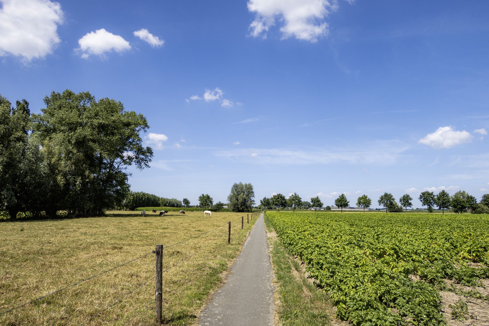 Op een betonwegel langs grazende koeien