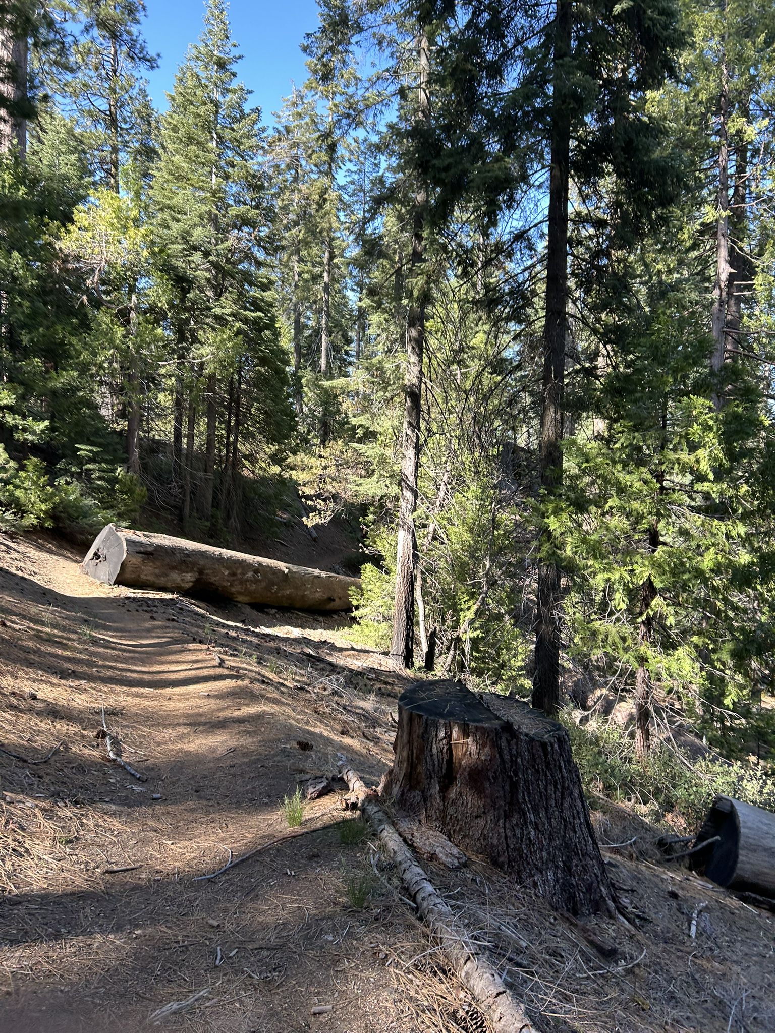 Forest path with a large fallen log and tree stump, sunny day. - Grant Grove Visitor Center – Ella Falls loop from Wilsonia