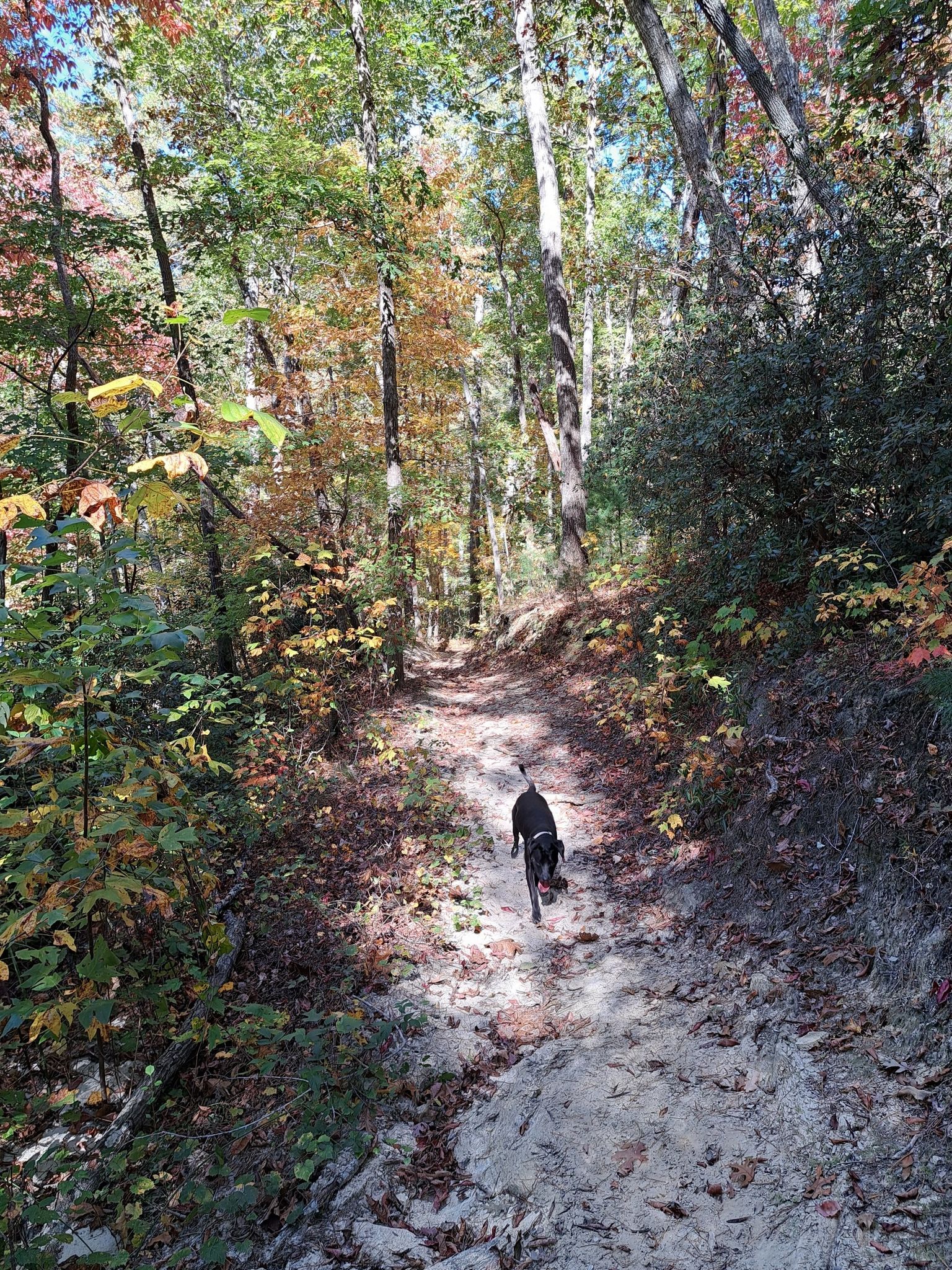 A black dog runs along a sun-dappled forest trail with autumn leaves. - Marry Steel Waterfall loop from Davis Mountain