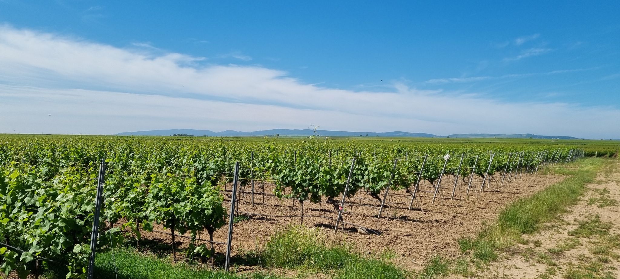 Wein, soweit das Auge reicht