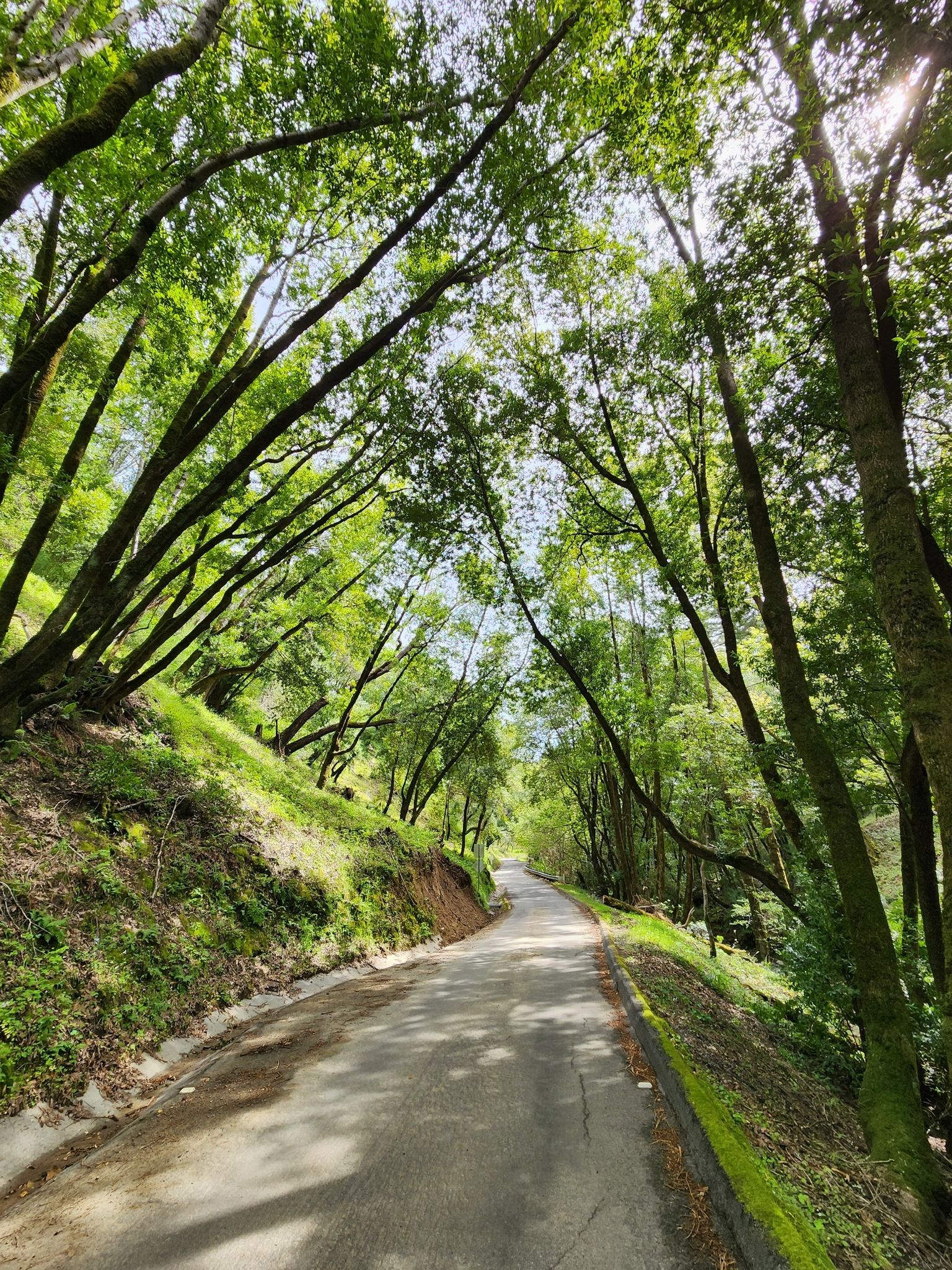 Shaded road winding through a tunnel of tall, arching green trees. - Alpine Road loop from Portola Valley