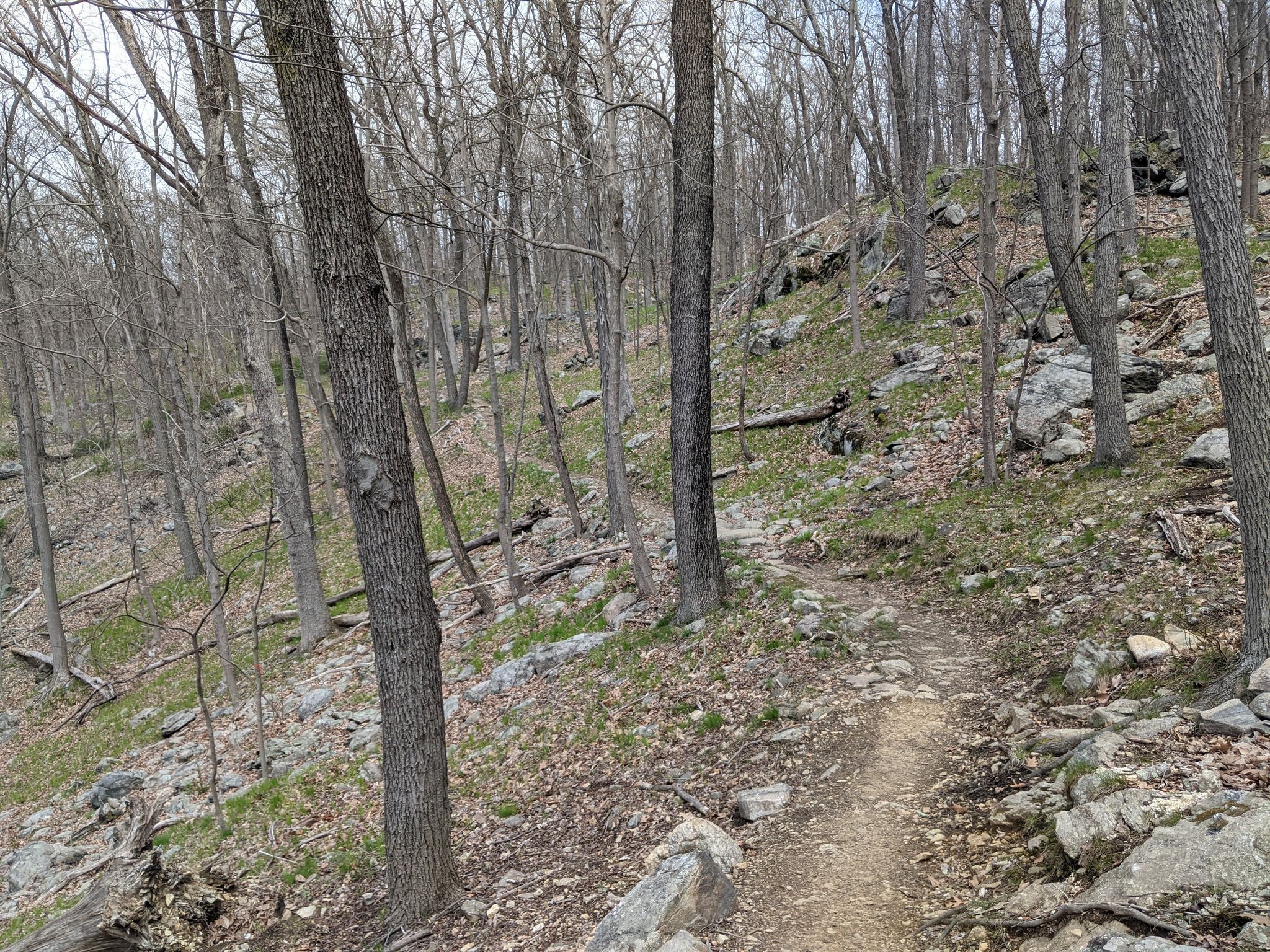 A dirt path winds through a rocky, bare forest on an overcast day. - Claudius Smith's Den Short Loop