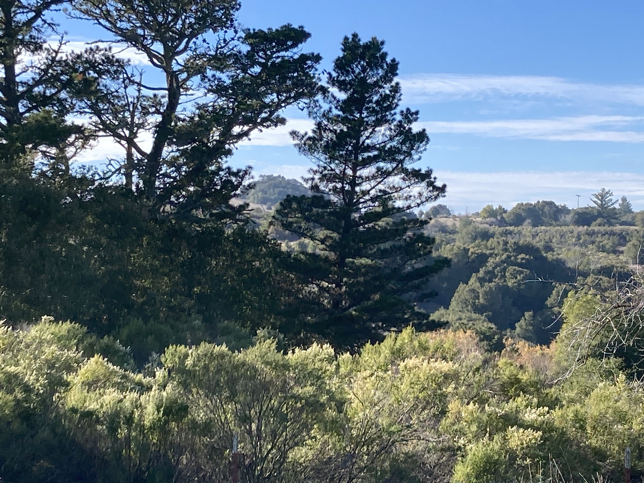 Tall pine trees stand against a bright blue sky over rolling green hills. - Boronda Lake – Alpine Pond loop from Cupertino