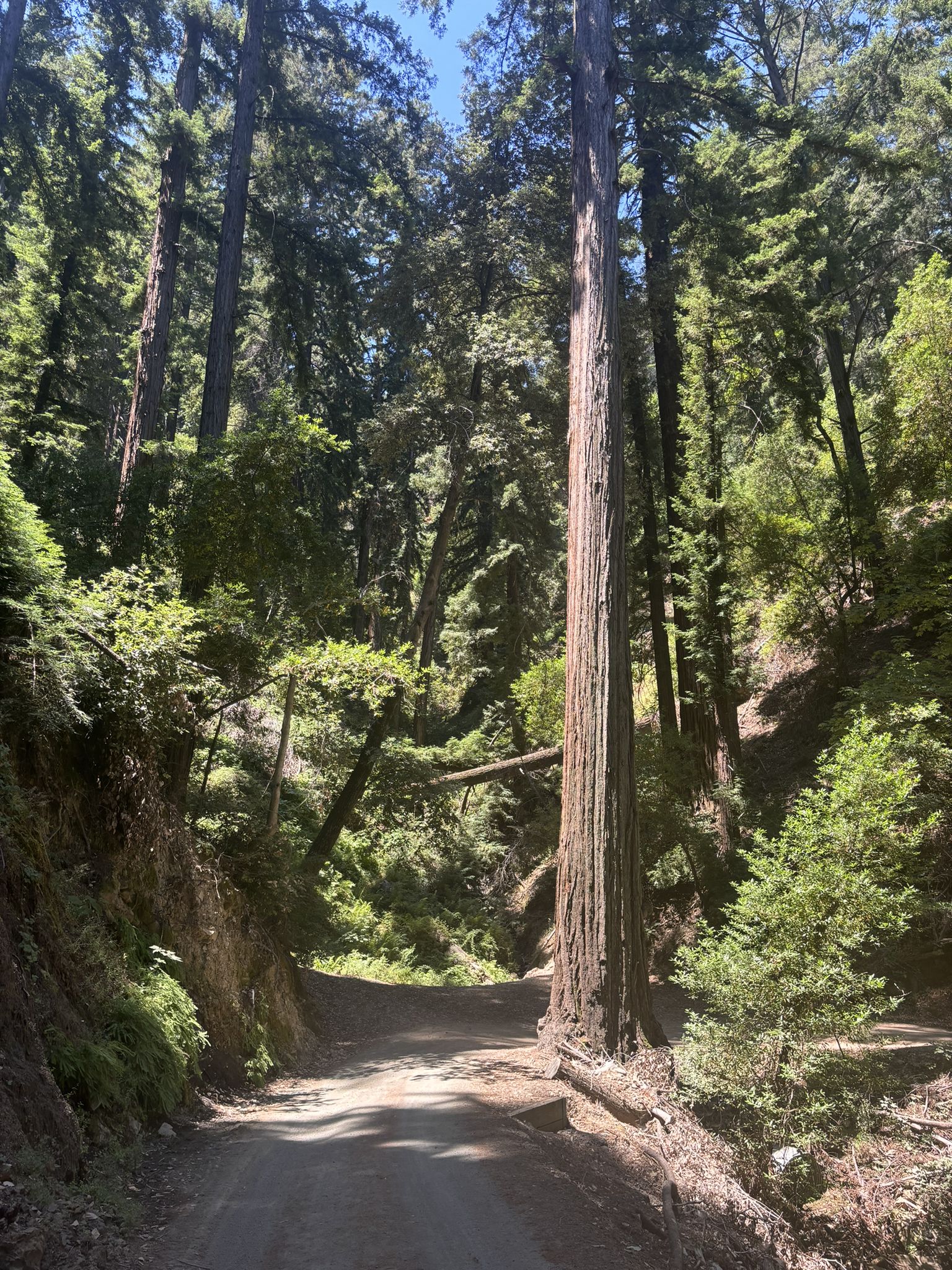 A dirt road winding through a dense forest of towering, sunlit trees. - Saratoga Gap Trailhead – Saratoga Gap loop from Saratoga Gap Open Space Preserve