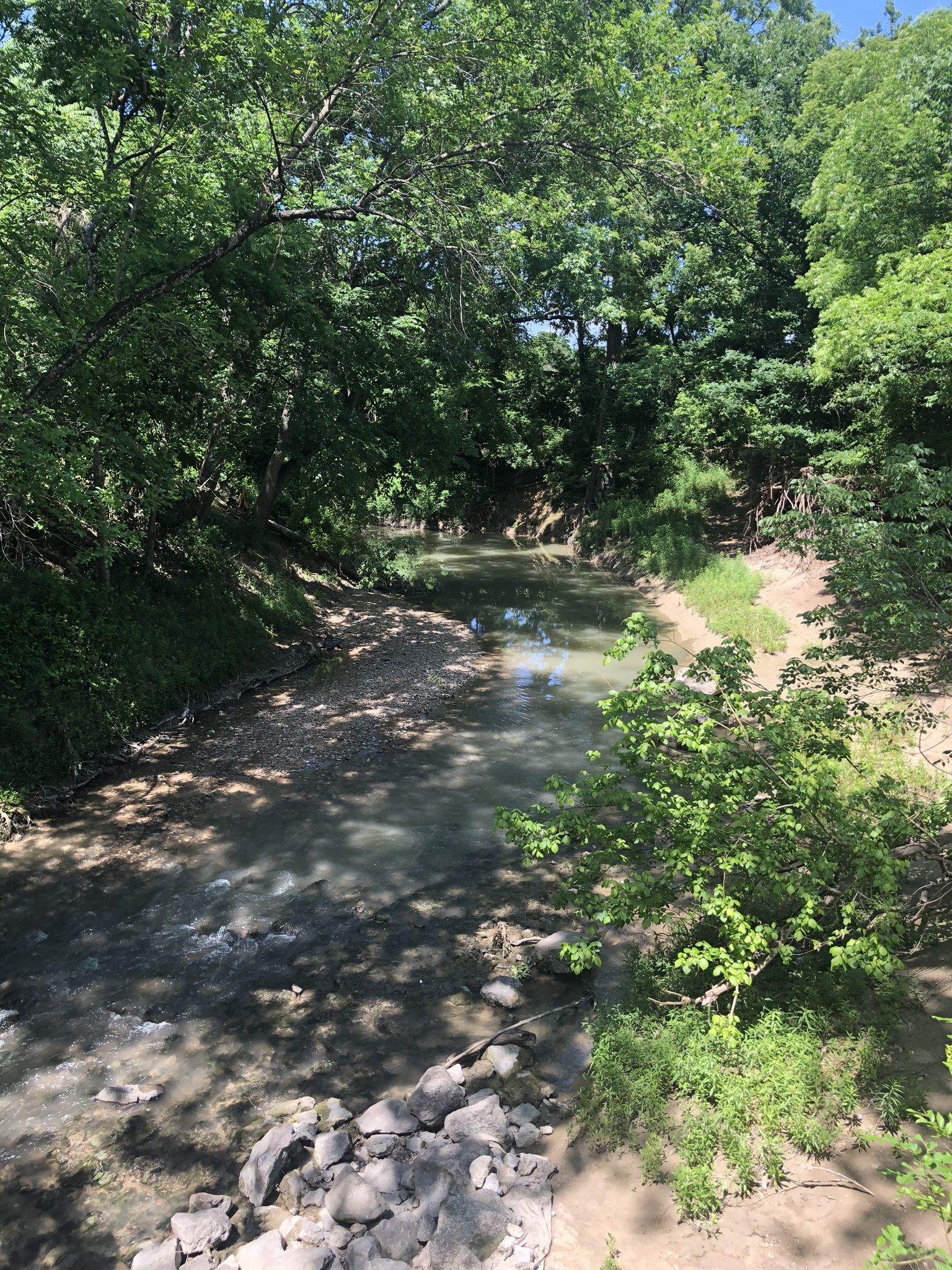 A shallow, rocky stream flows through a dense, sunlit forest. - Bob Woodruff Park Trail
