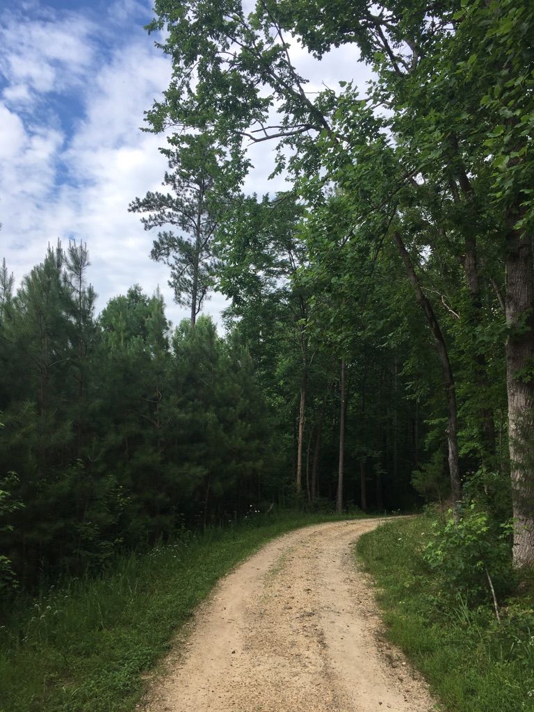 A wide dirt road curves through a vibrant green forest under a cloudy sky. - Co-Op Trail Loop