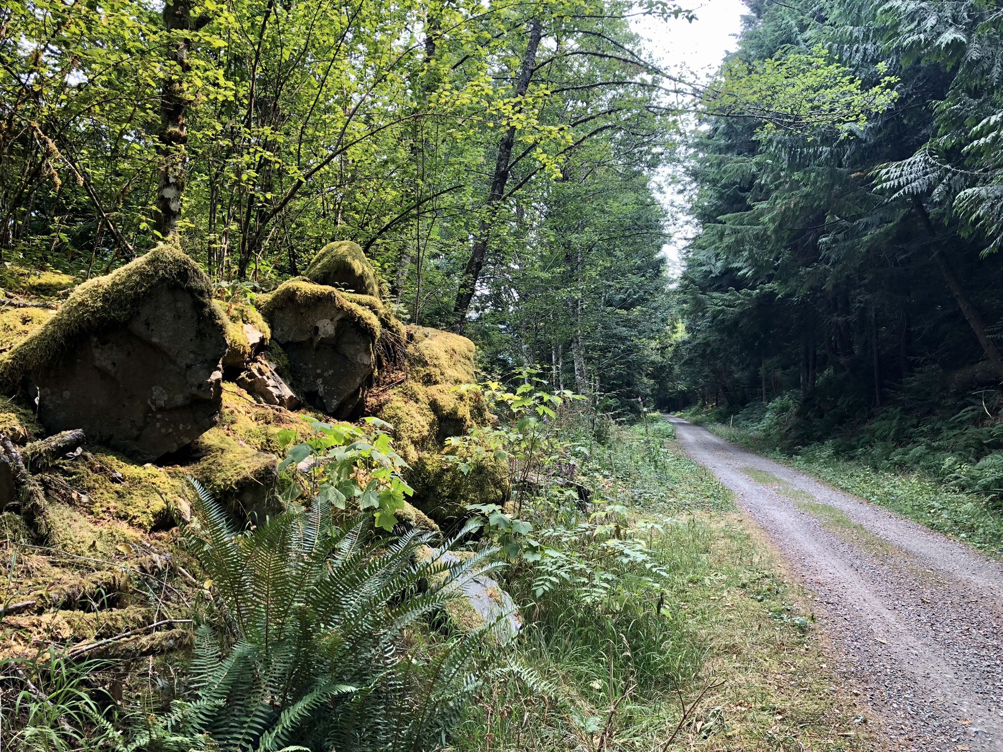 Gravel path winding through a dense forest with moss-covered rocks and ferns. - Palouse to Cascades Trail: Homestead Valley to Mine Creek Trestle