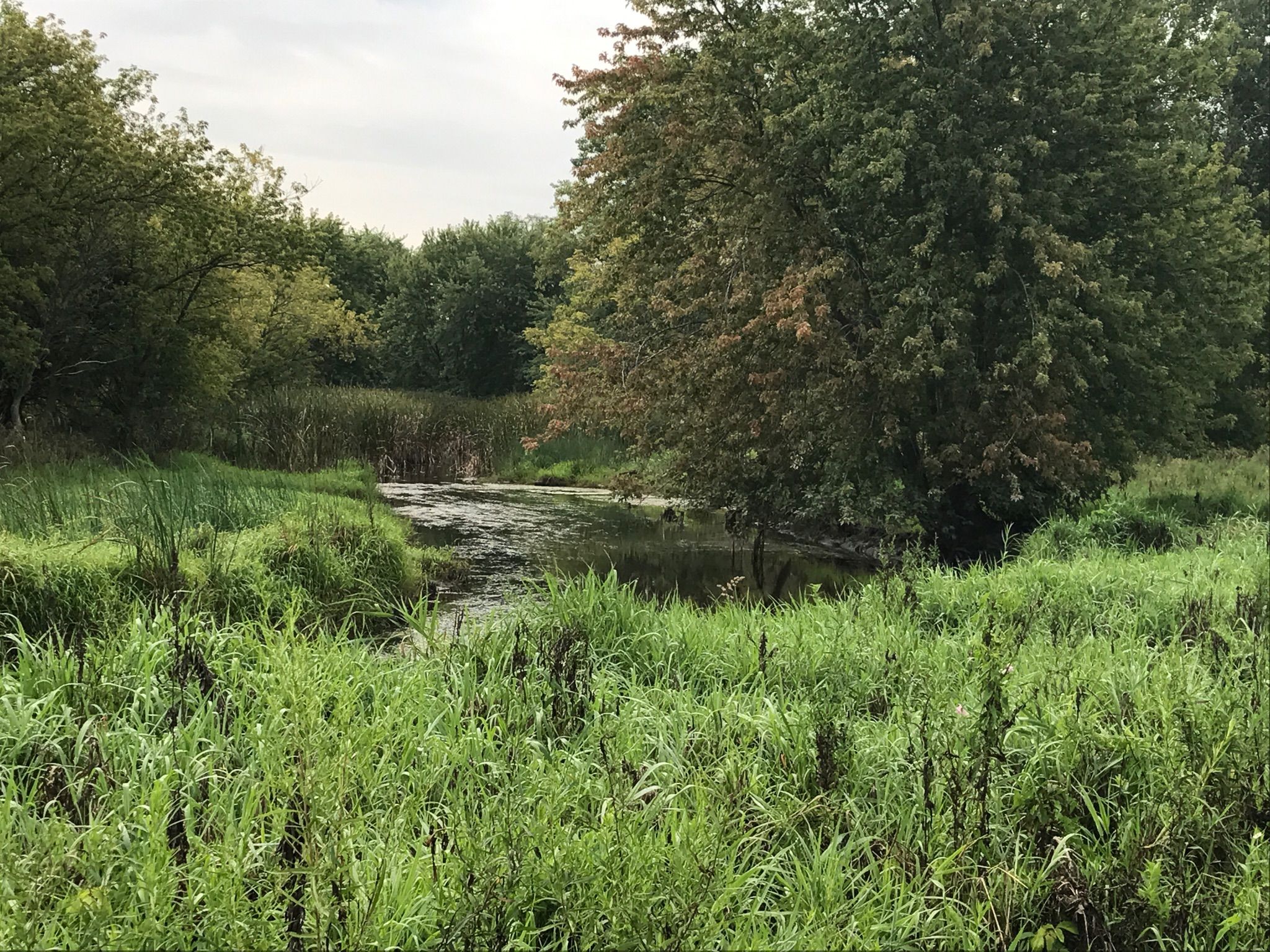 Lush green marshland with a winding stream and dense trees under an overcast sky. - Running loop from Third Lake