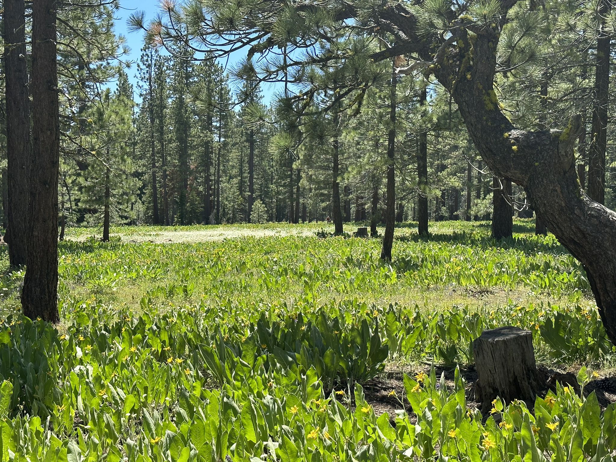 Sunny forest clearing with vibrant green plants and tall surrounding trees. - Tahoe XC Antone Meadows Loop