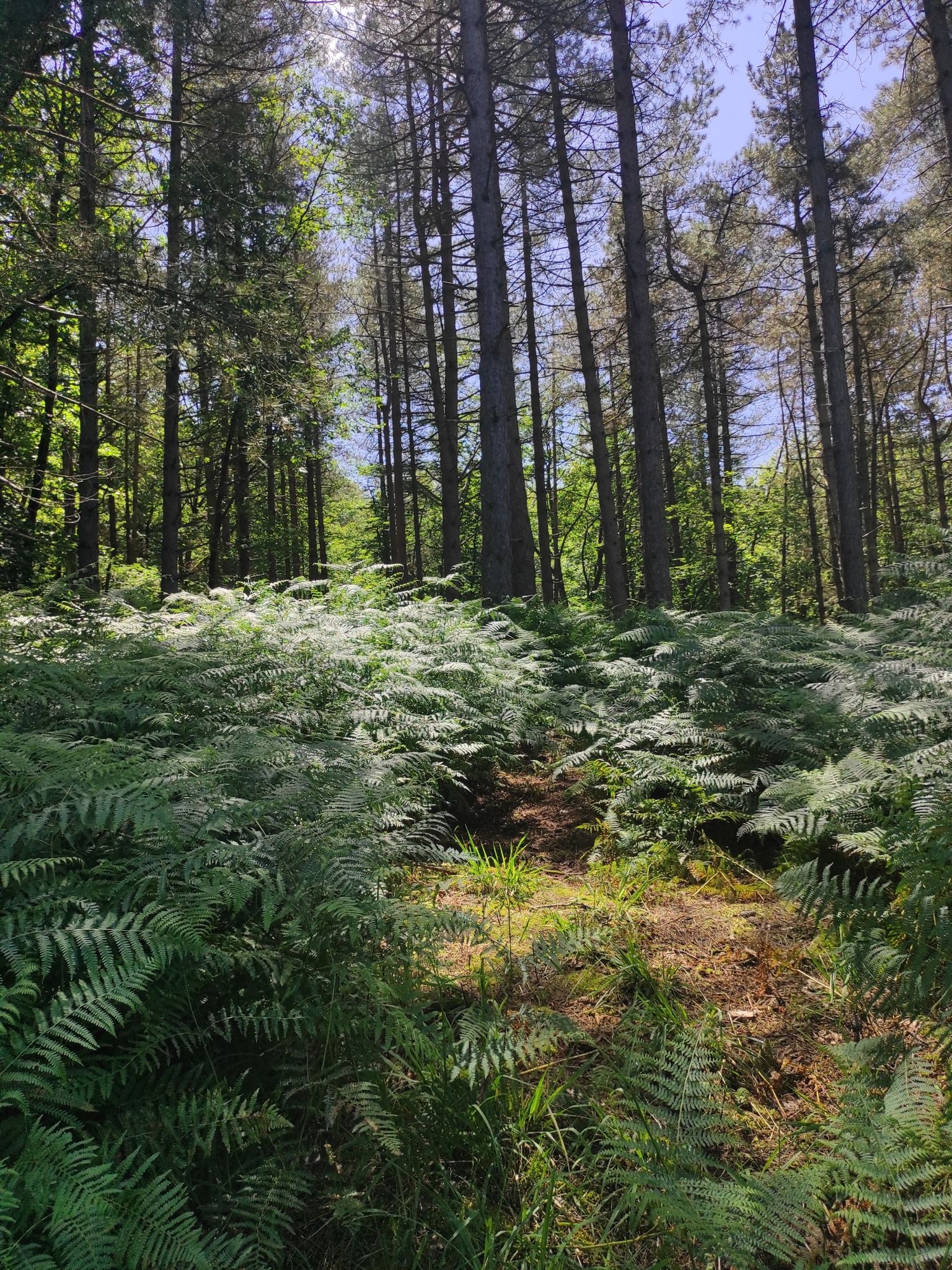Fougères & Sapins
