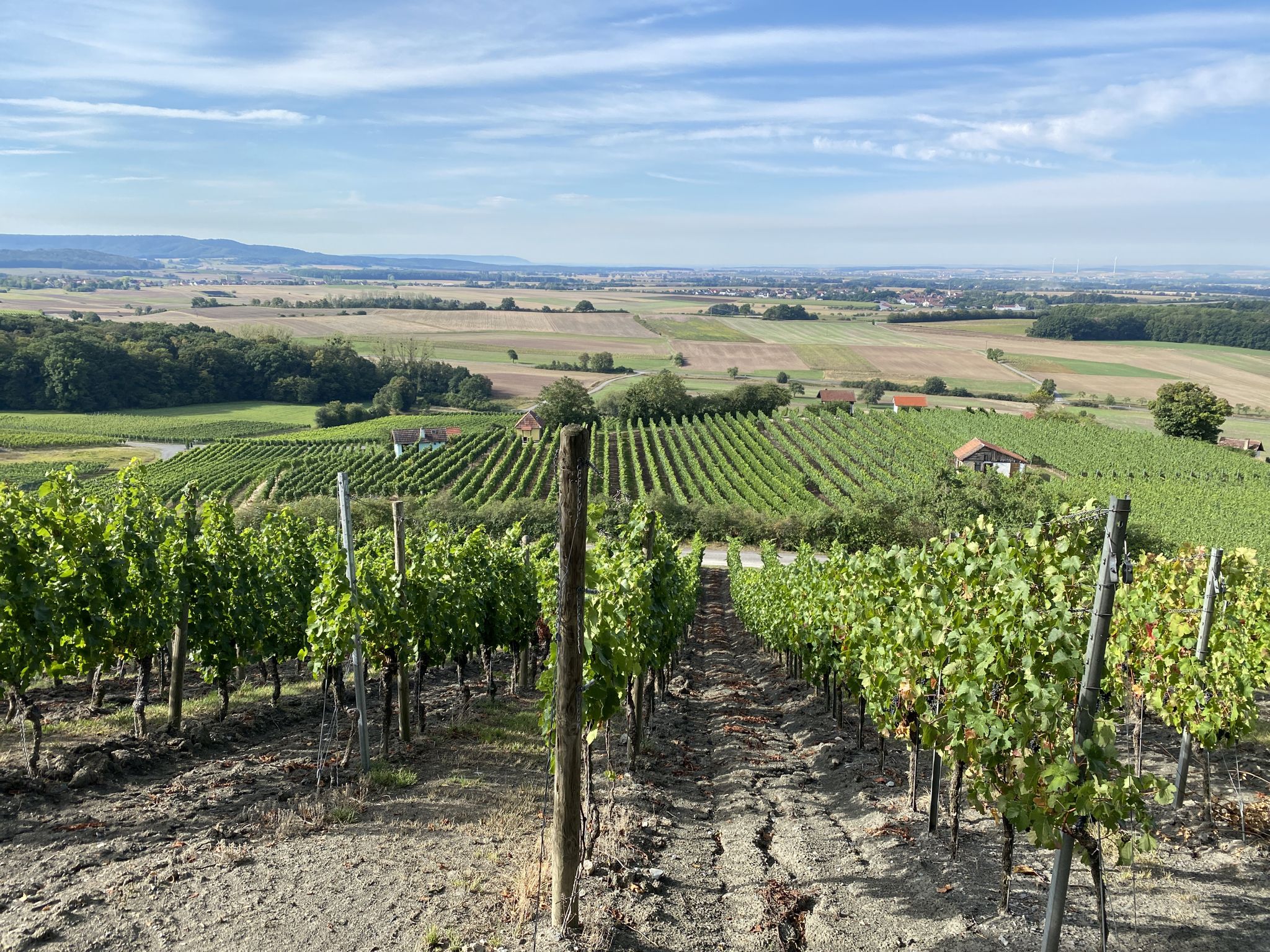 Nun verlasse ich erstmal für einige Zeit die Weinberge