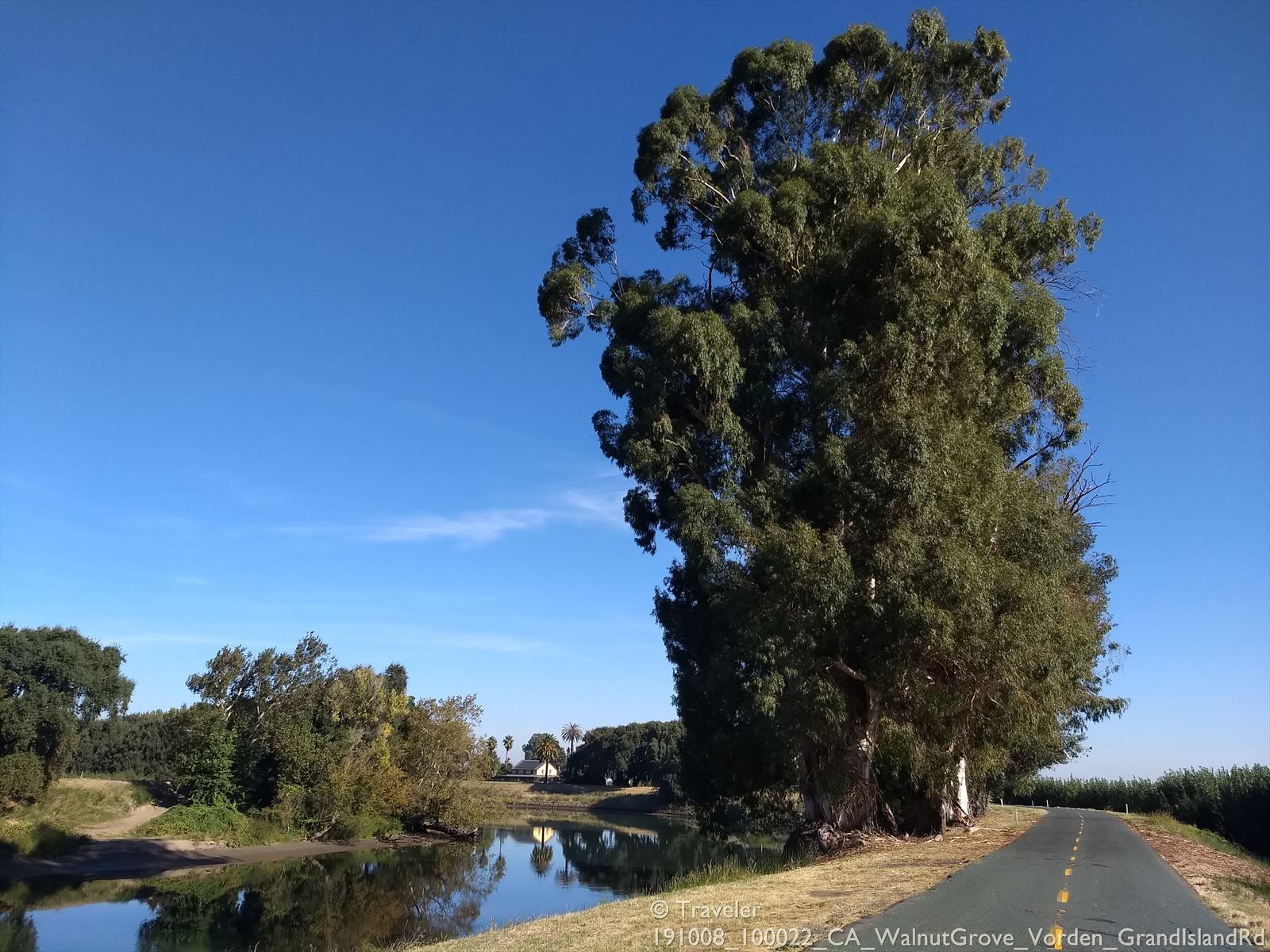 A tall, dense tree stands beside a paved road and calm river. - Sacramento River Double Loop