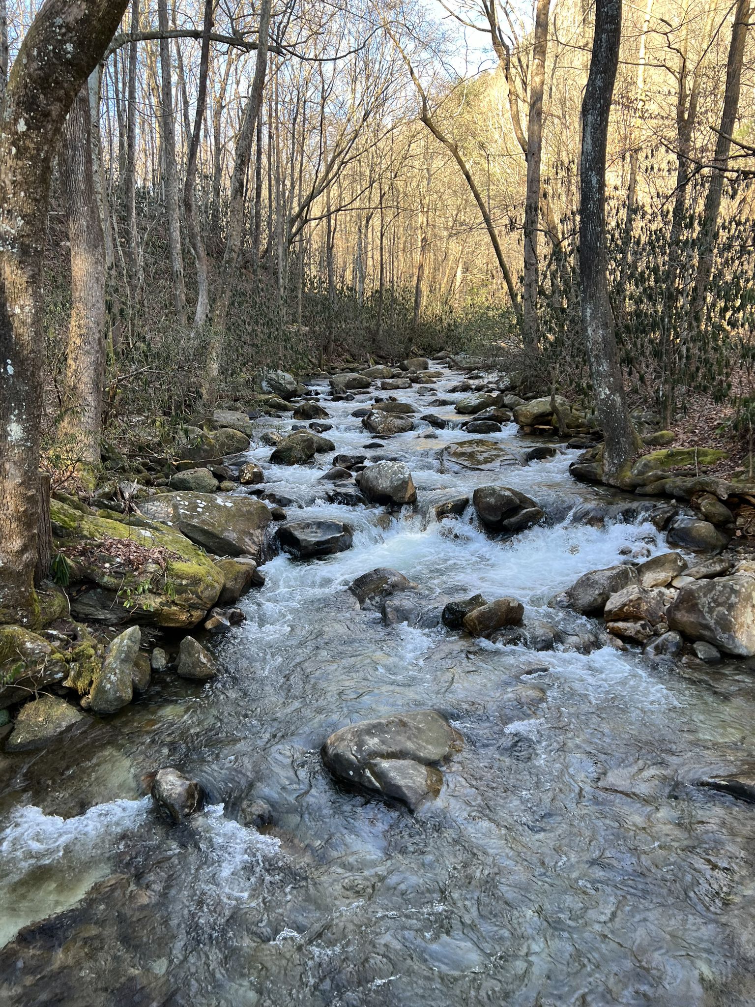Fast-flowing rocky stream through a forest with bare trees, warm light. - Jones Gap Falls Trail