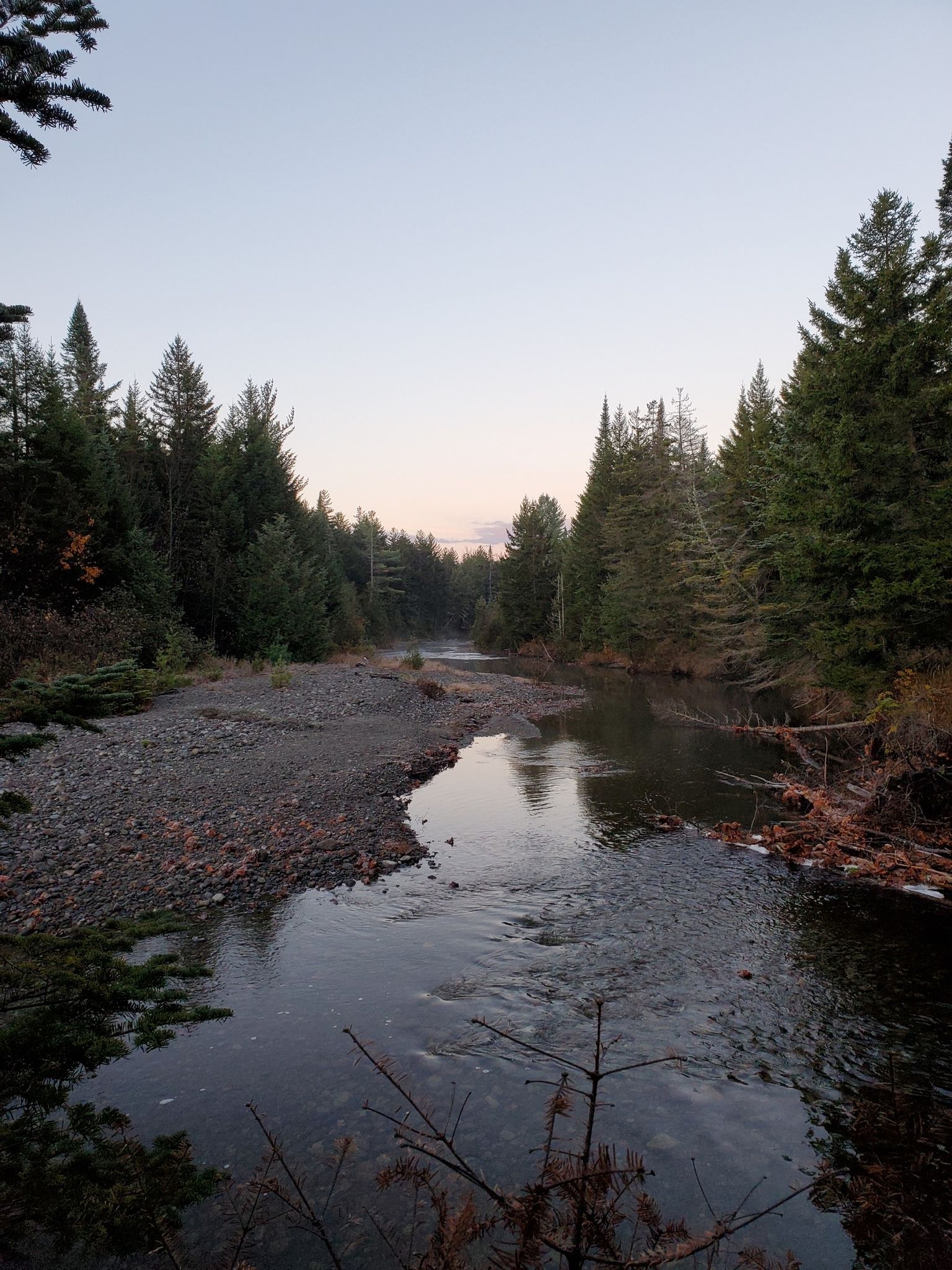Calm river flowing through a dense evergreen forest at dusk. - Calamity Brook Trail