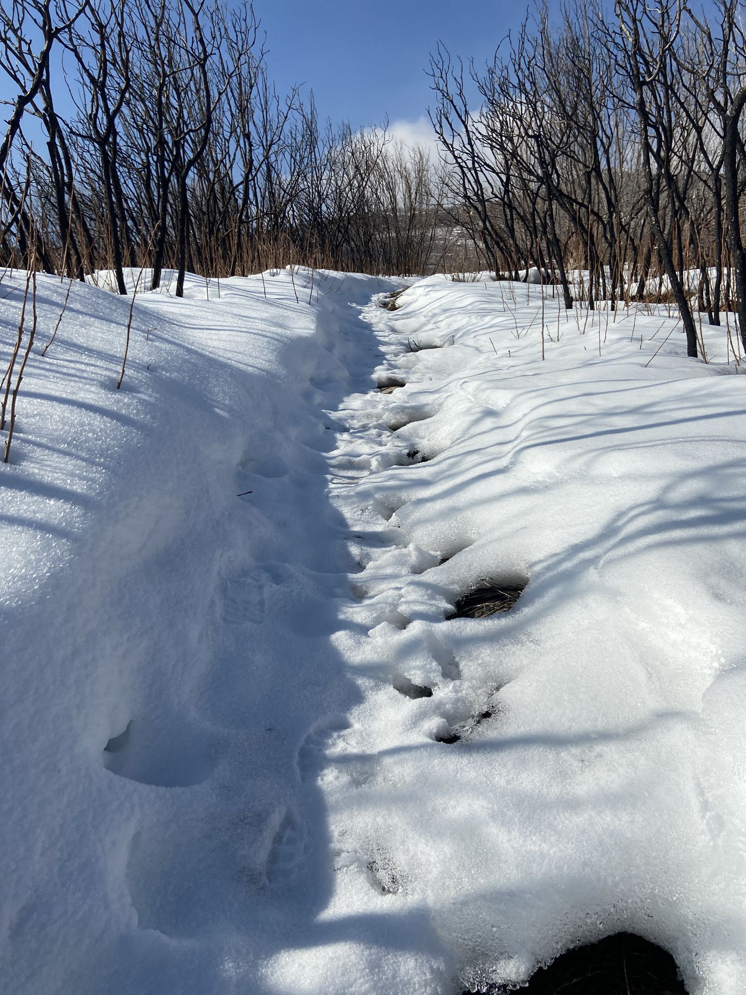 Snow-covered path with footprints leading through bare trees on a sunny day. - View of Provo Canyon loop from 1600 N @ 695 E