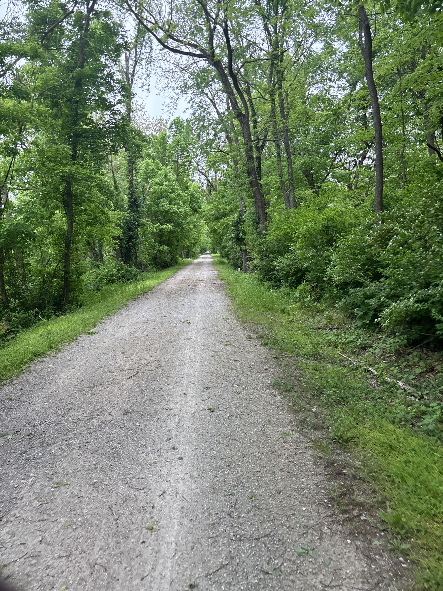 Straight gravel path through a dense, green, tree-lined forest on an overcast day. - Katy Trail – Daniel Boone Bridge Bike Path loop from Weldon Spring Heights