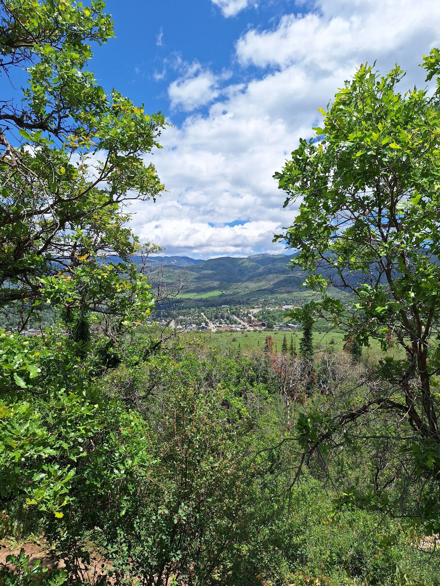 Green trees frame a distant valley and mountains under a bright sky. - Emerald Mountain Trails – Steamboat Springs