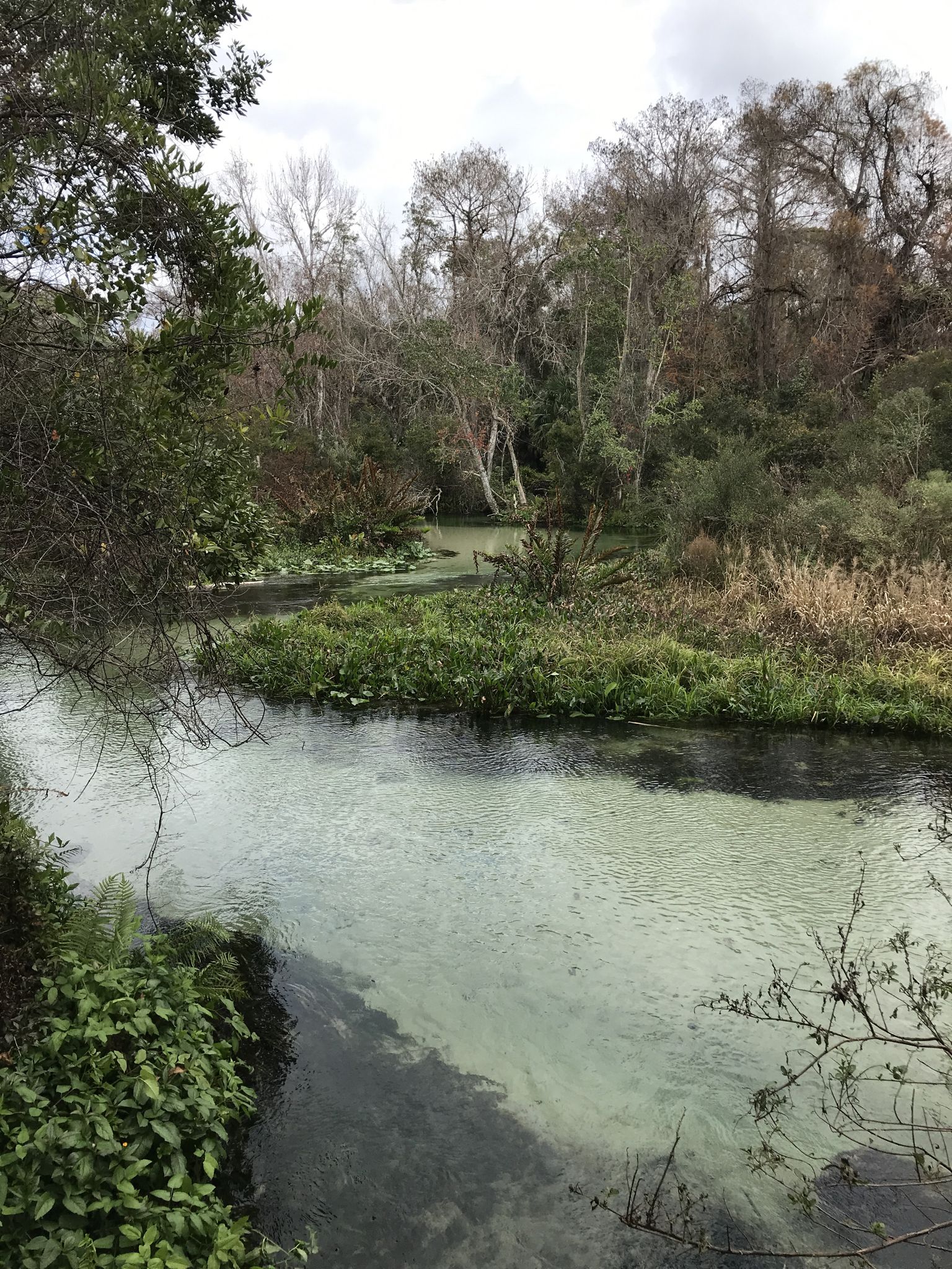 Clear stream winding through dense green and bare trees under an overcast sky. - Kelly Park Rock Springs Yellow Trail