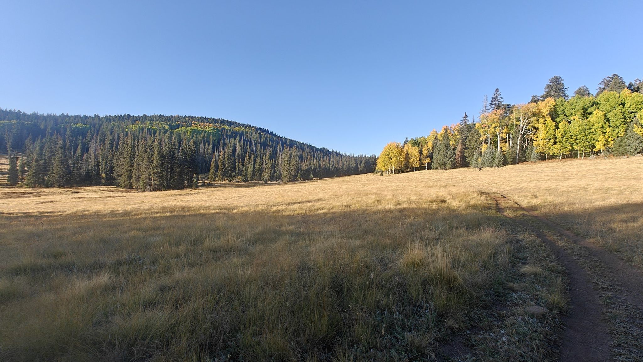 A sunny, expansive golden meadow bordered by green and yellow autumn trees. - East Baldy Trail #95