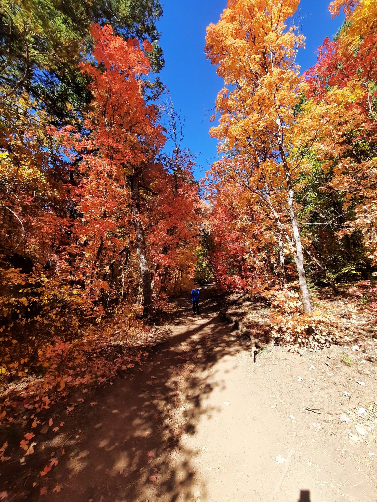 Wide dirt path through a vibrant forest with orange fall leaves, person walking. - Albuquerque and Fourth of July Trail Loop