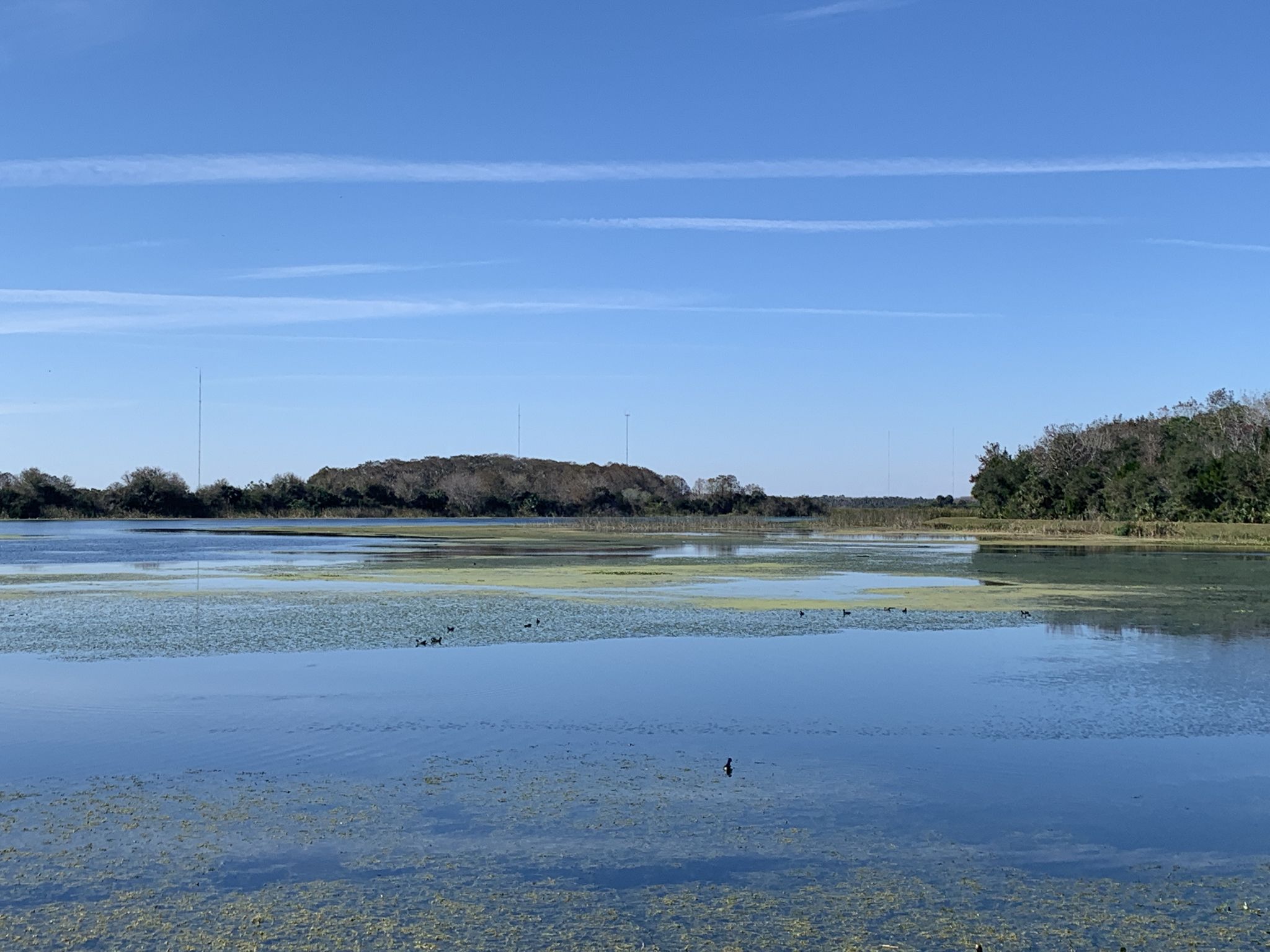 Wide view of a calm lake with green vegetation under a clear blue sky. - Orlando Wetlands Loop Trail