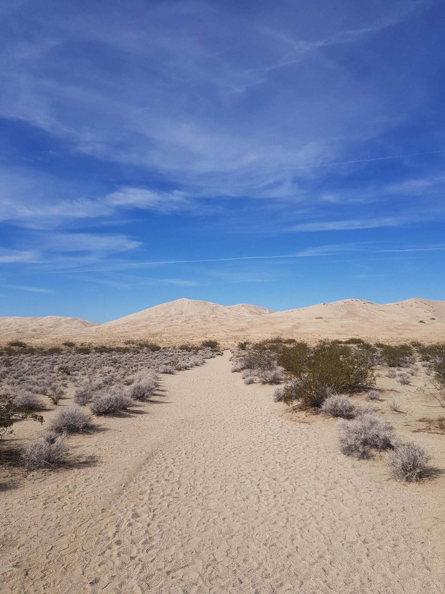 Straight sandy path flanked by shrubs, leading to large dunes under a blue sky. - Kelso dunes loop from Kelso Dunes Mine