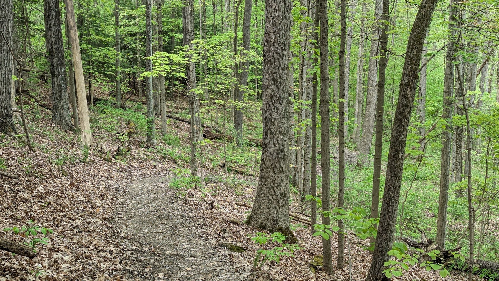 A winding dirt path ascends a wooded hillside with green trees and fallen leaves. - Buckeye and Valley Bridle Trail Loop