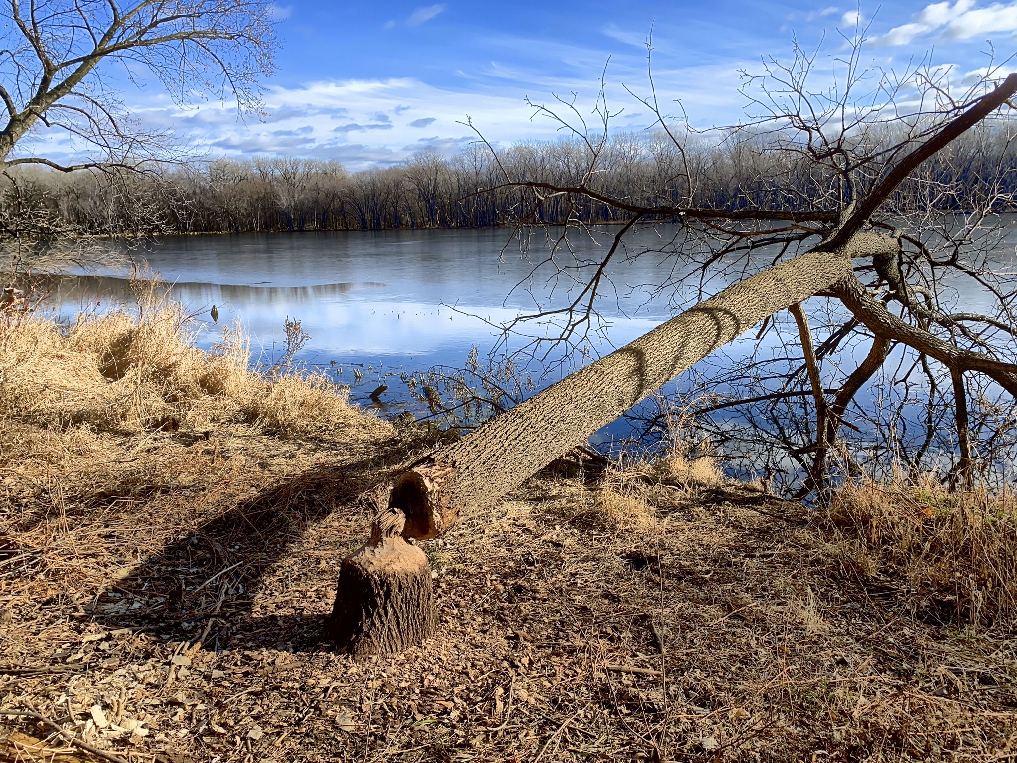 Fallen tree with beaver chew marks by a calm river, dry grass. - Samuel H. Morgan Regional Trail and Crosby Farm Loop