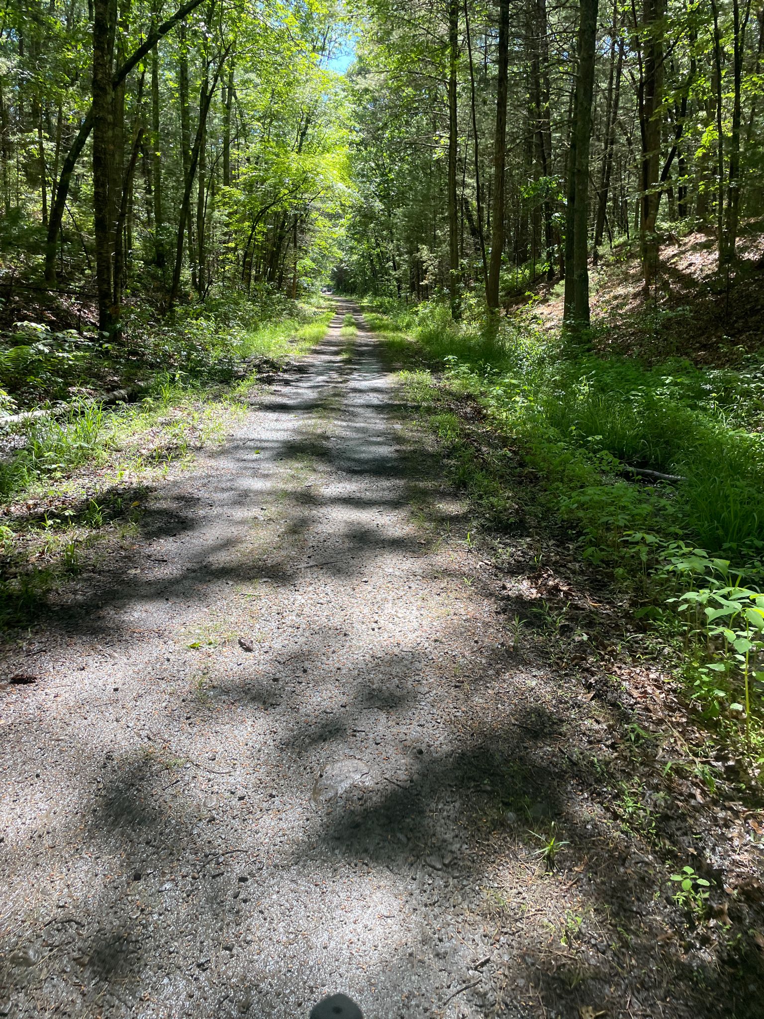 Sunny dirt path winding through a dense green forest. - Southern New England Trunkline Trail