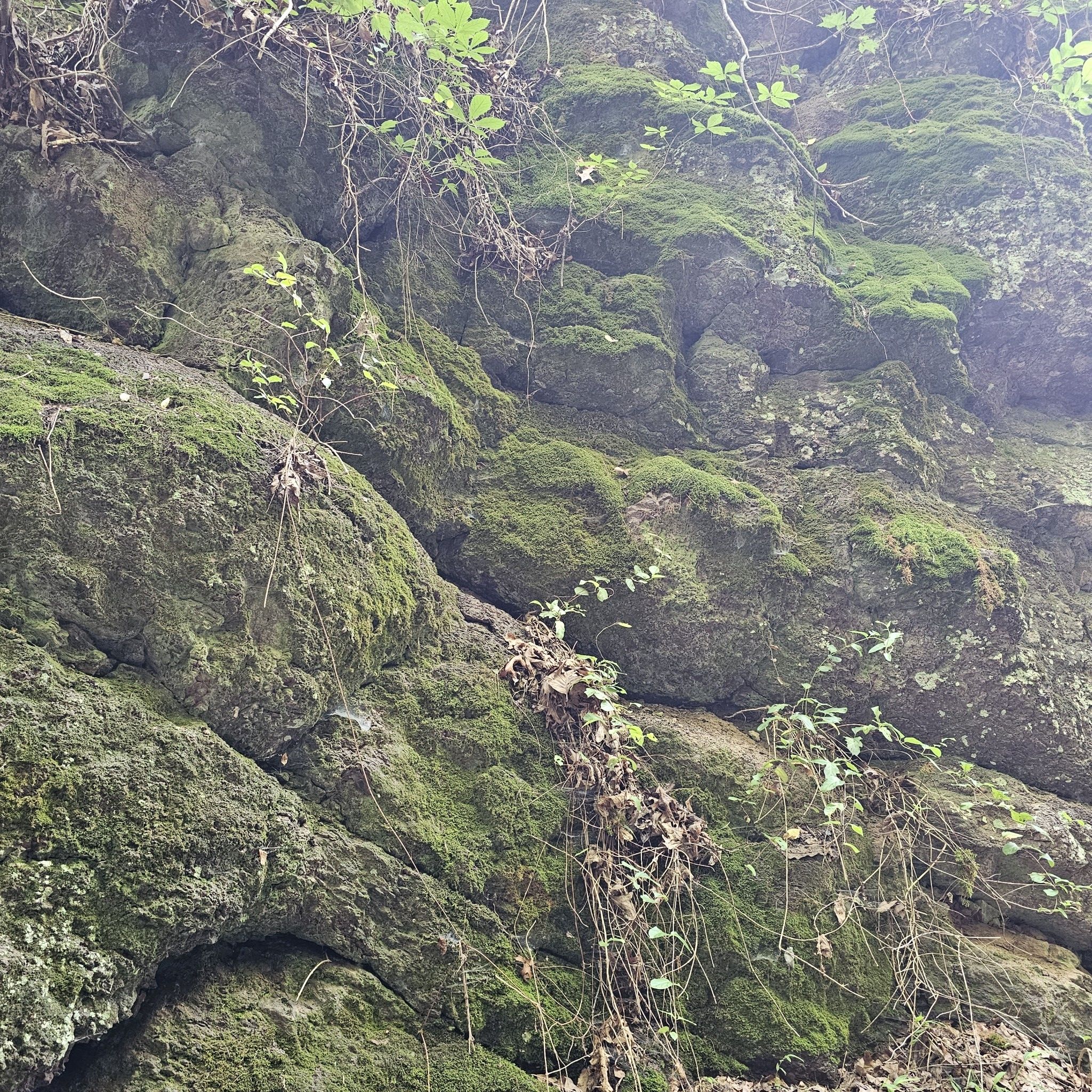 Close-up of a textured rock face covered in green moss and vines. - Train Bridge loop from Mid-County Park