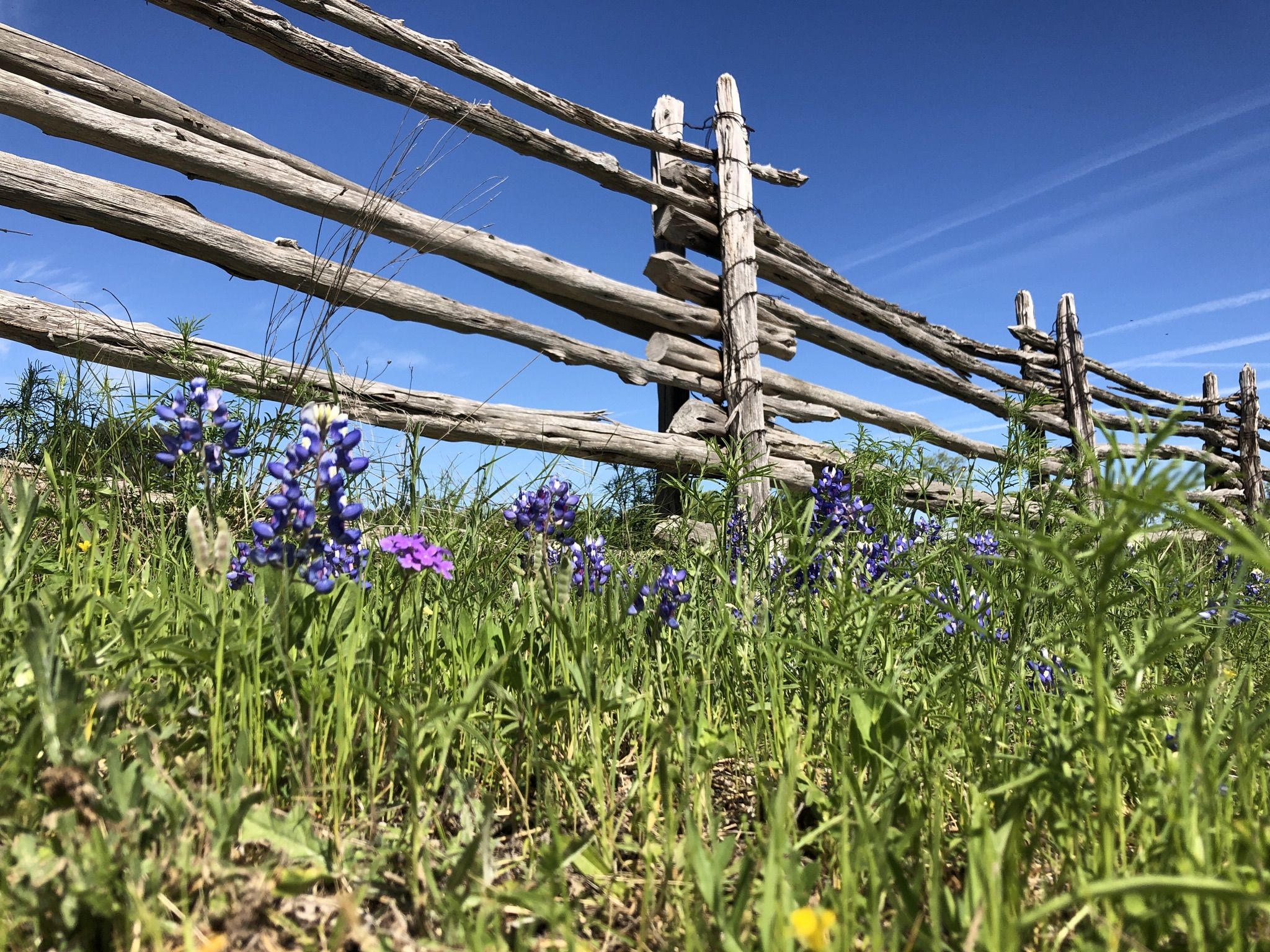 Purple wildflowers grow beside a rustic wooden fence under a blue sky. - LBJ Walking Trail