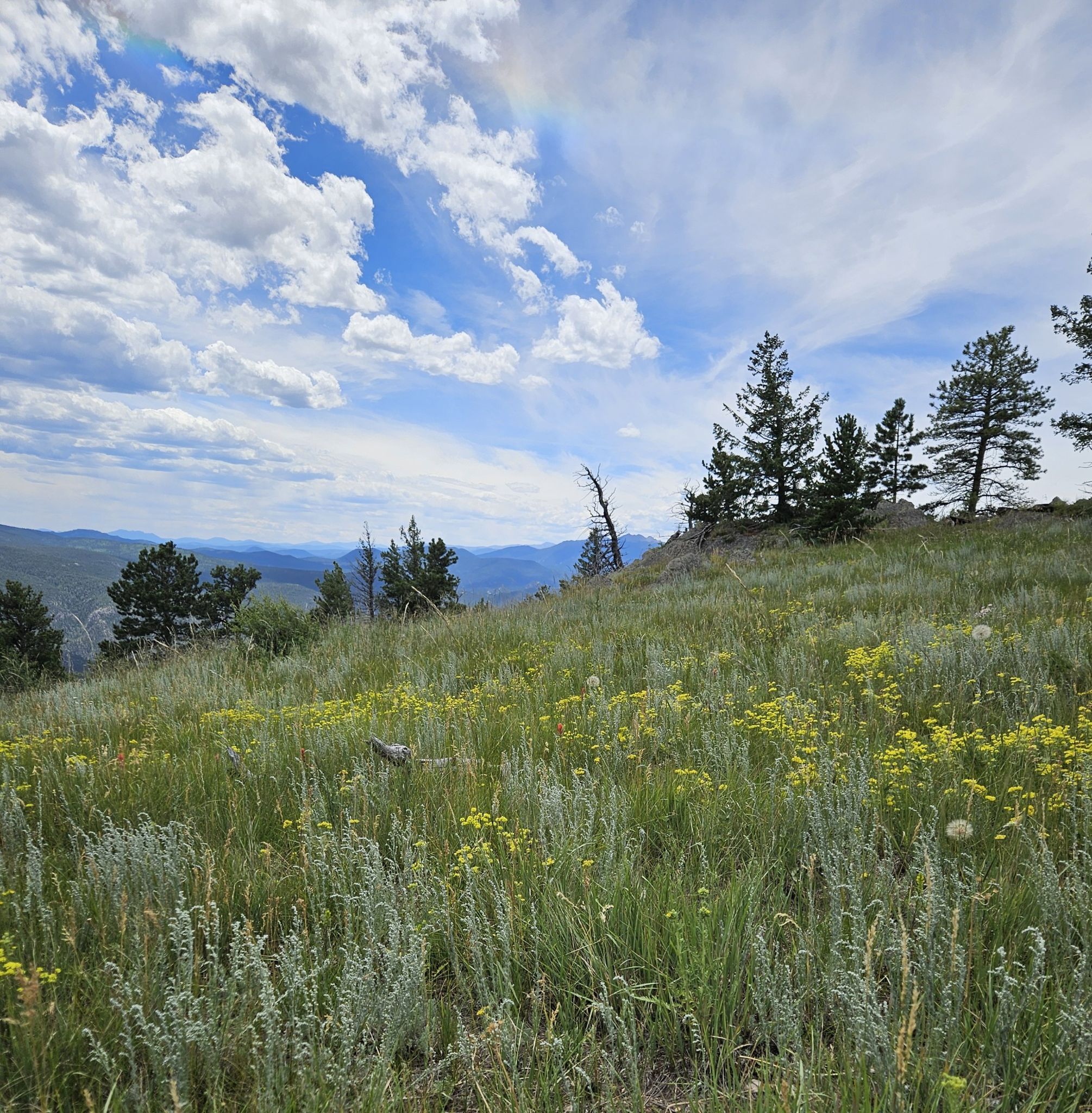 Sunny hillside with tall grass, wildflowers, and scattered trees under a bright sky. - Crosier Mountain Loop